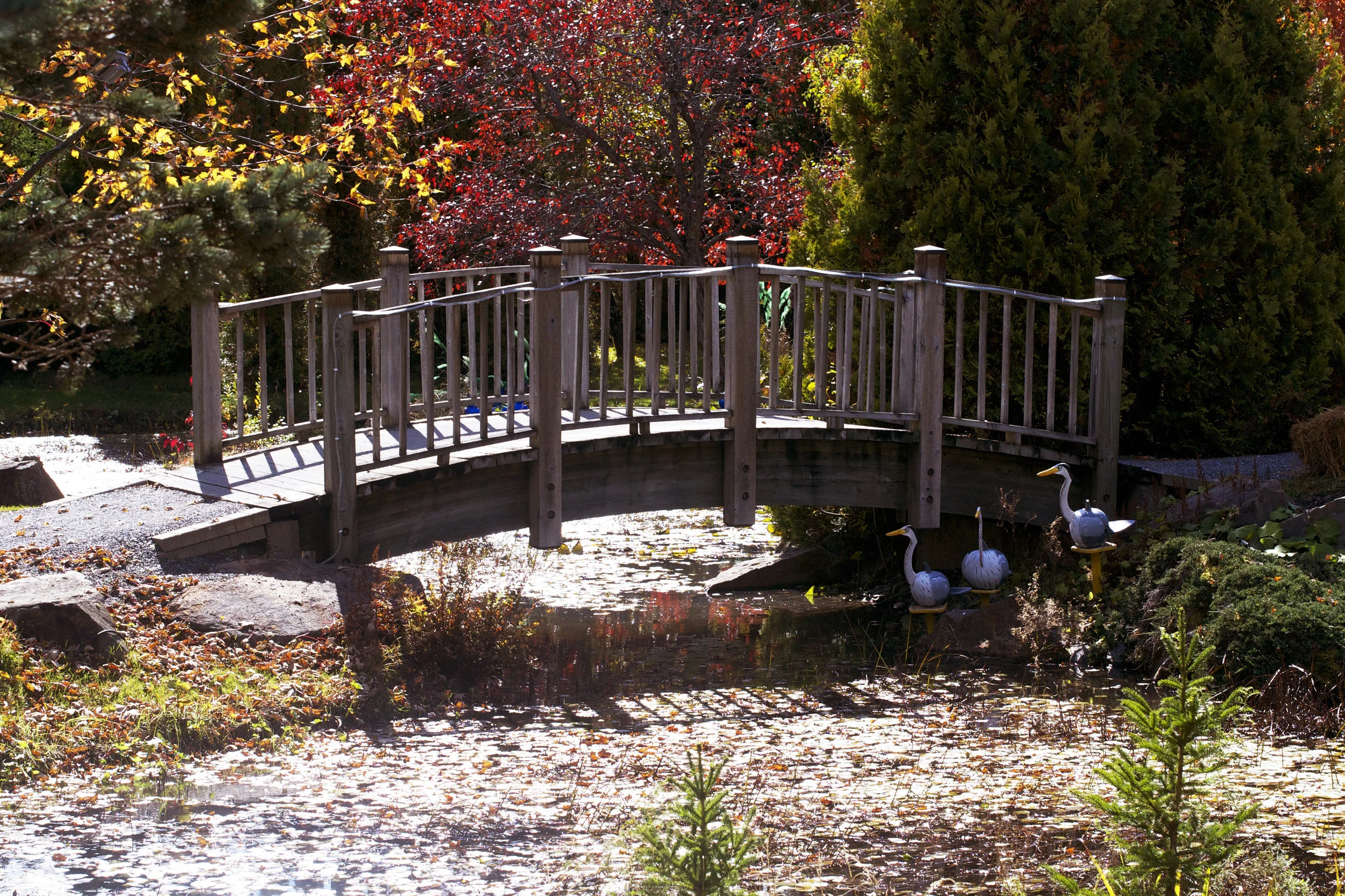 colourful-leaves-bridge.jpg