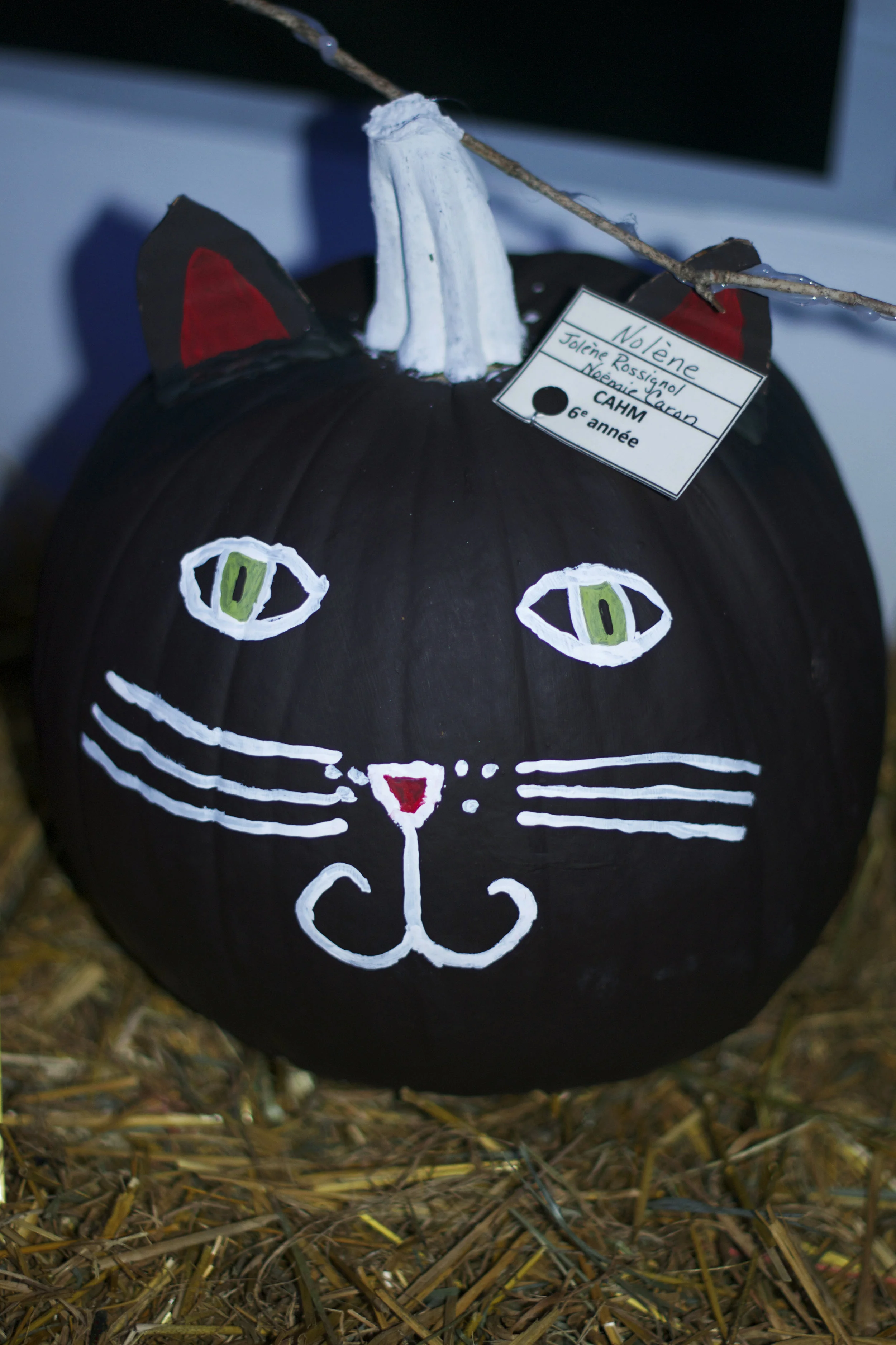 black-cat.jpg