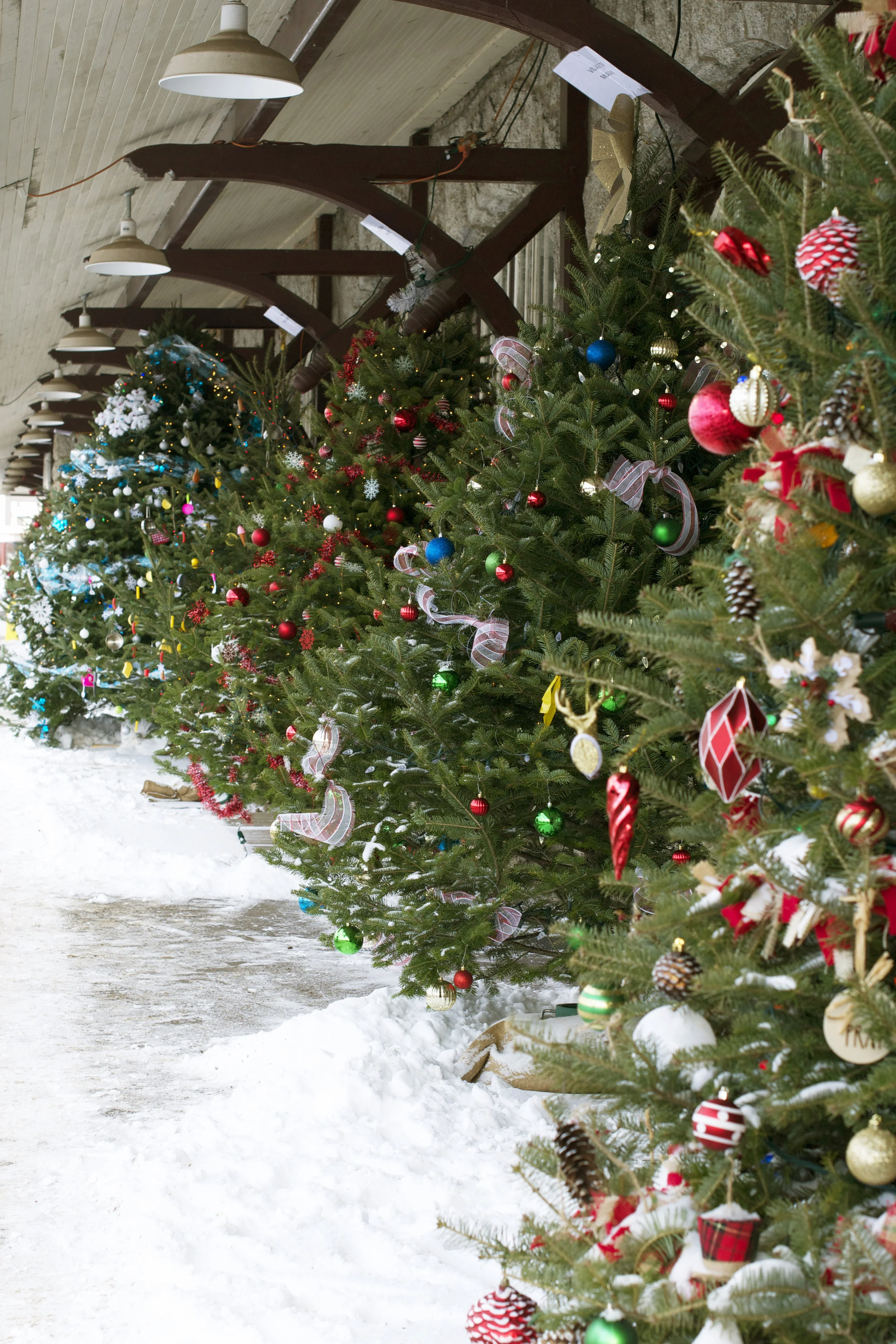 row-of-xmas-trees.jpg