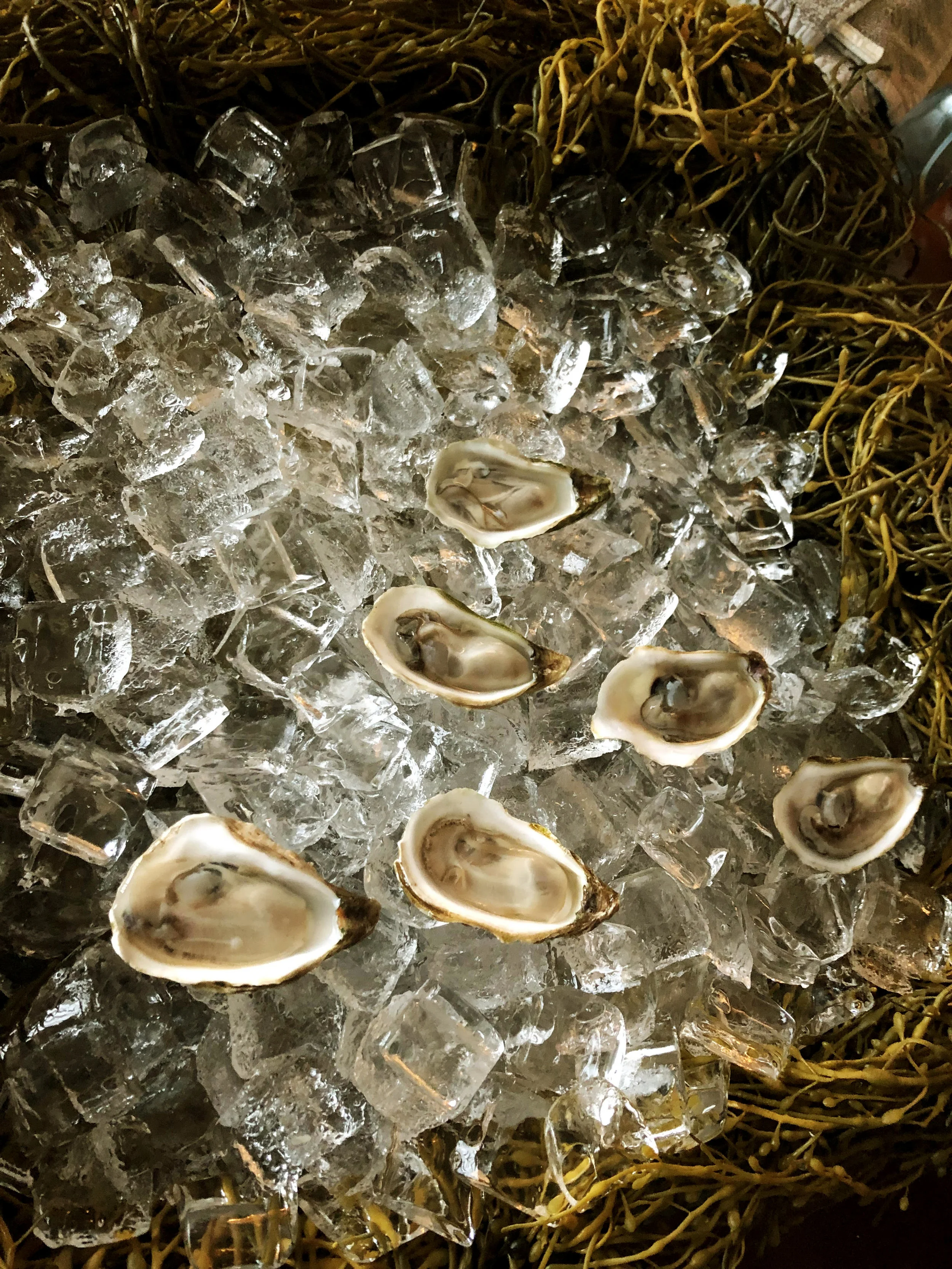 mussels-on-ice-and-seaweed-iphone.jpg