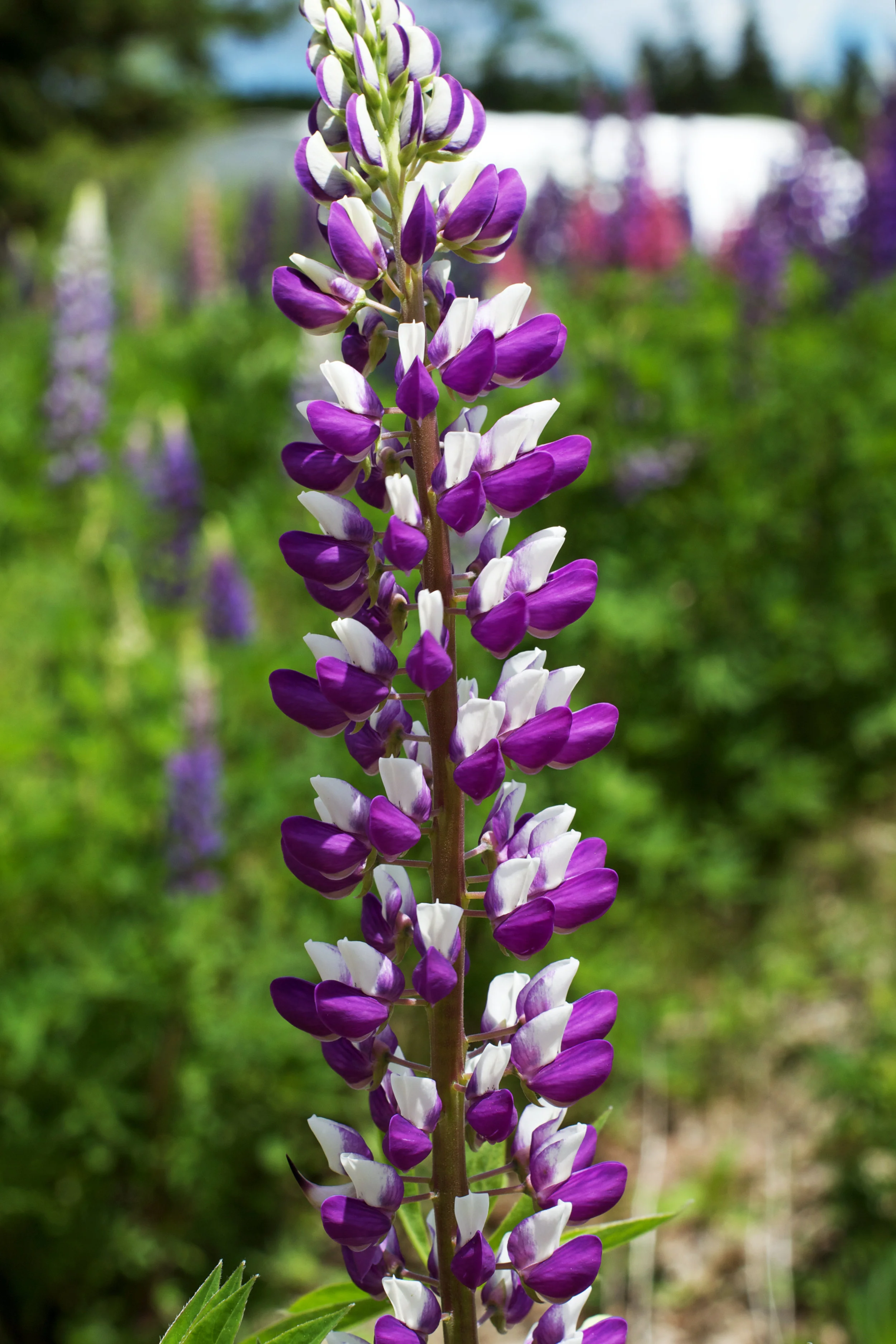 beautiful-close-up-varigated-lupin.jpg