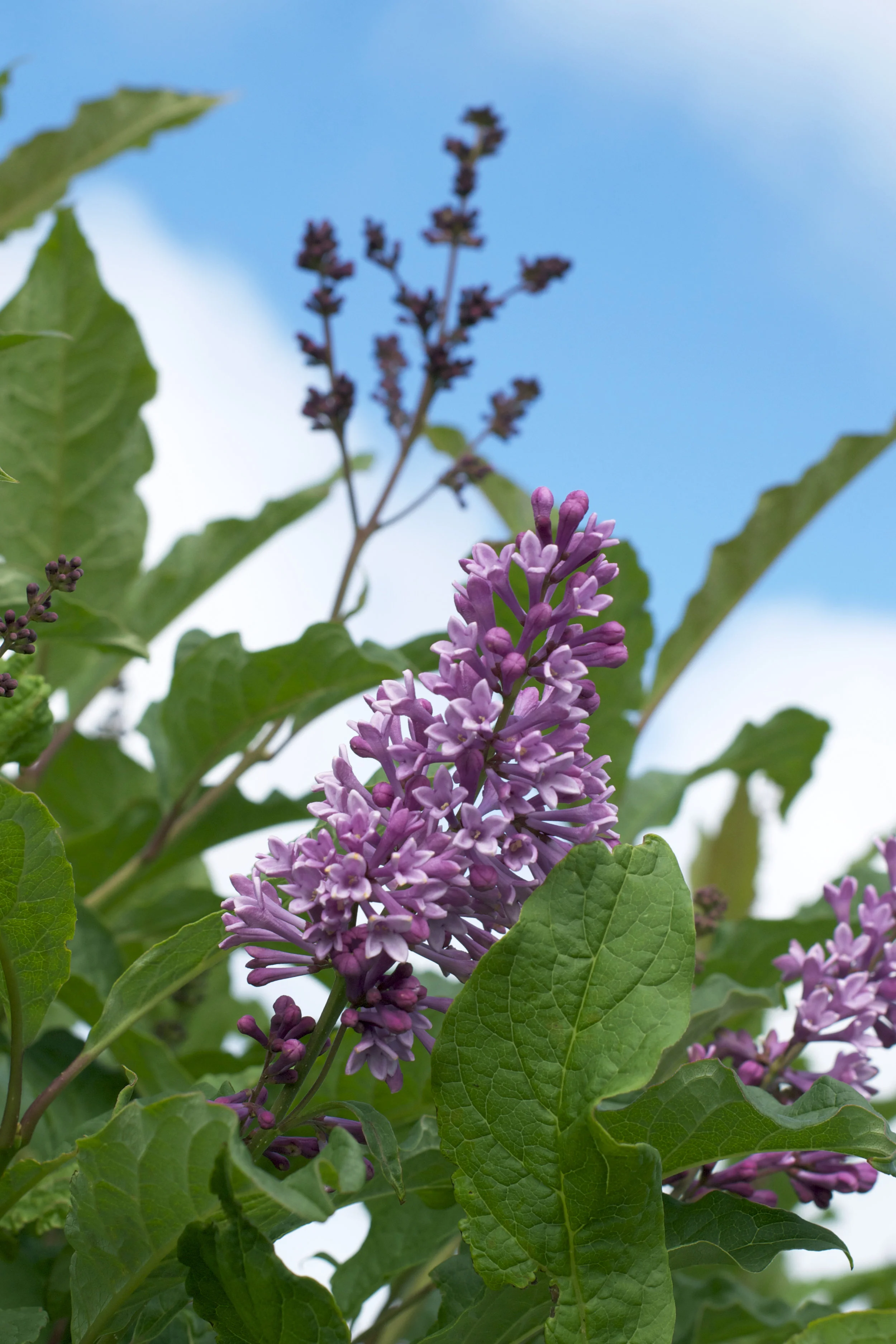 lilacs-against-sky.jpg