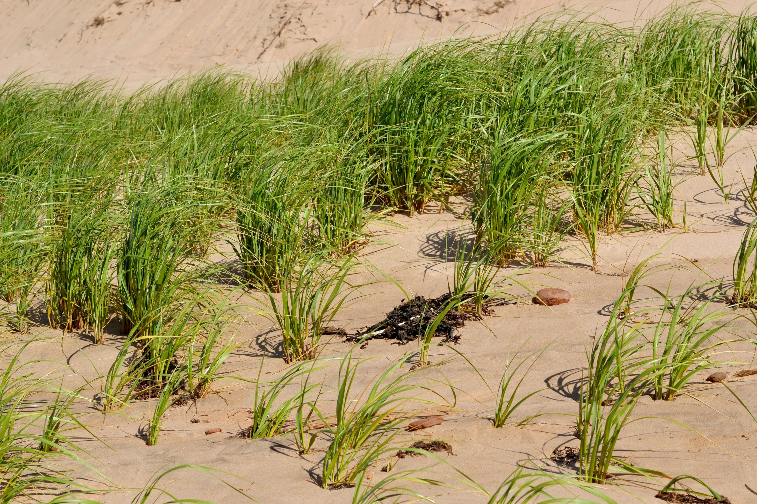 dune-grass.jpg
