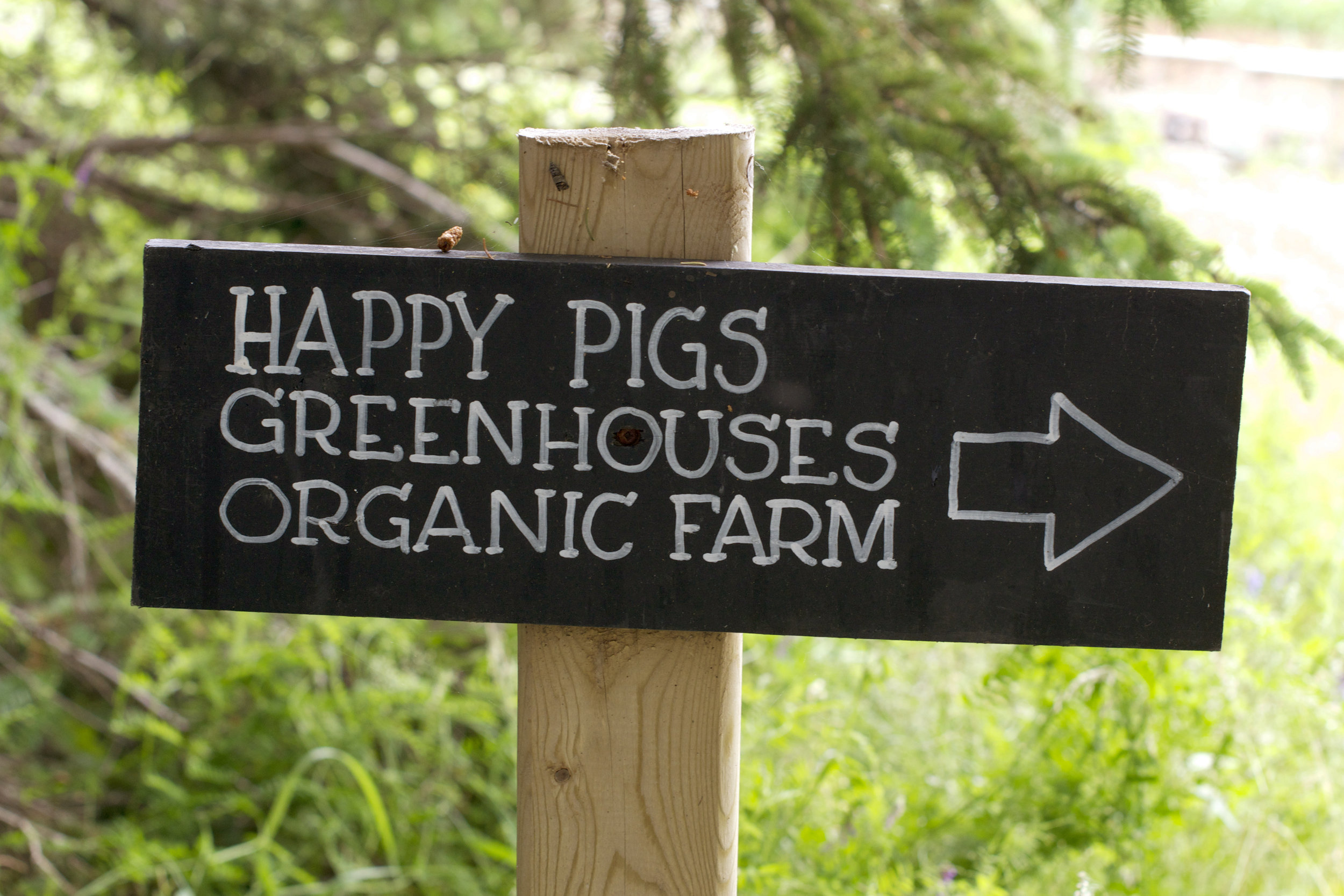 happy-pigs-greenhosues-sign.jpg