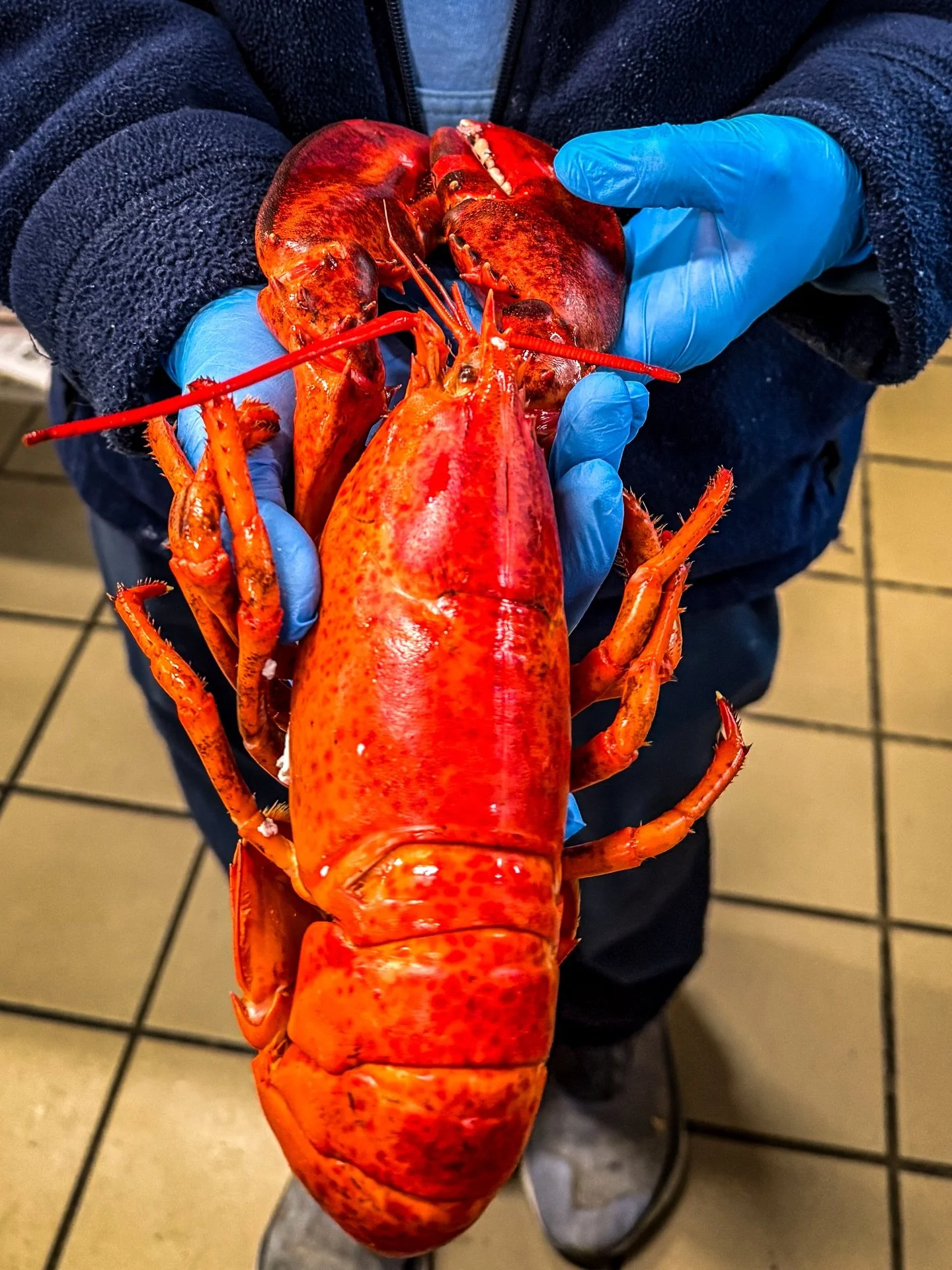 Seafood 🦞 isn&rsquo;t just summer food here. It&rsquo;s part of life year-round. 🤍🌊

Winter seafood just looks a little different.

Hard-shell lobster. Scallops. Oysters. Salmon. Haddock. Sometimes fresh, sometimes frozen at sea &mdash; often at p