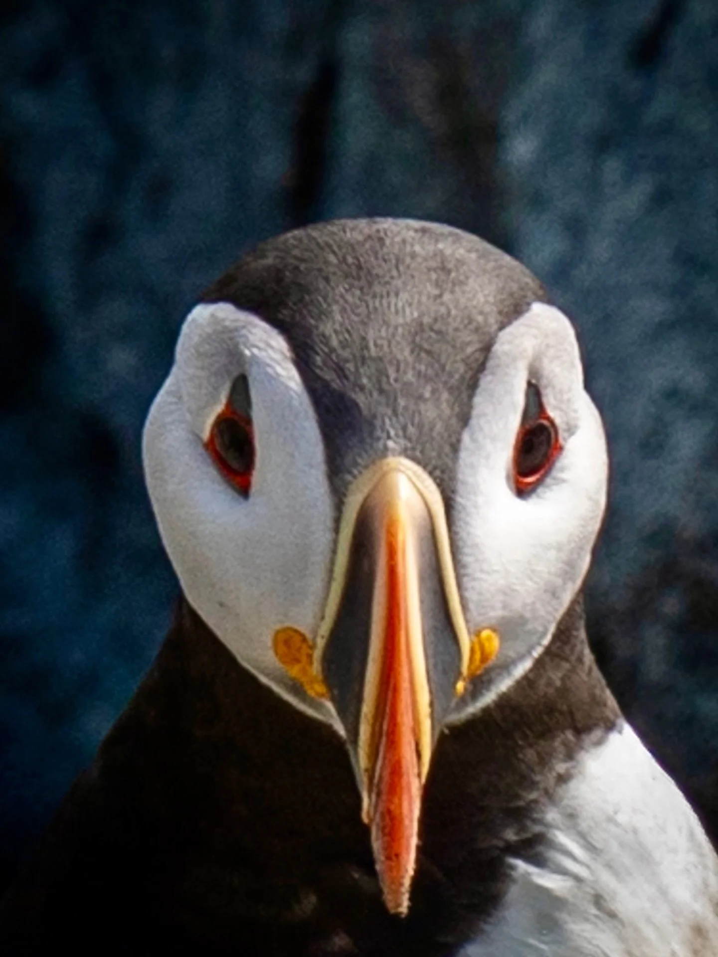 Sea Watch Tours just announced their PUFFIN TOUR tickets for Machias Seal Island will be released in March 2026. (See link 🔗 in bio for details.)

For nearly two centuries, bird watchers, scientists, wildlife photographers, and filmmakers have made 
