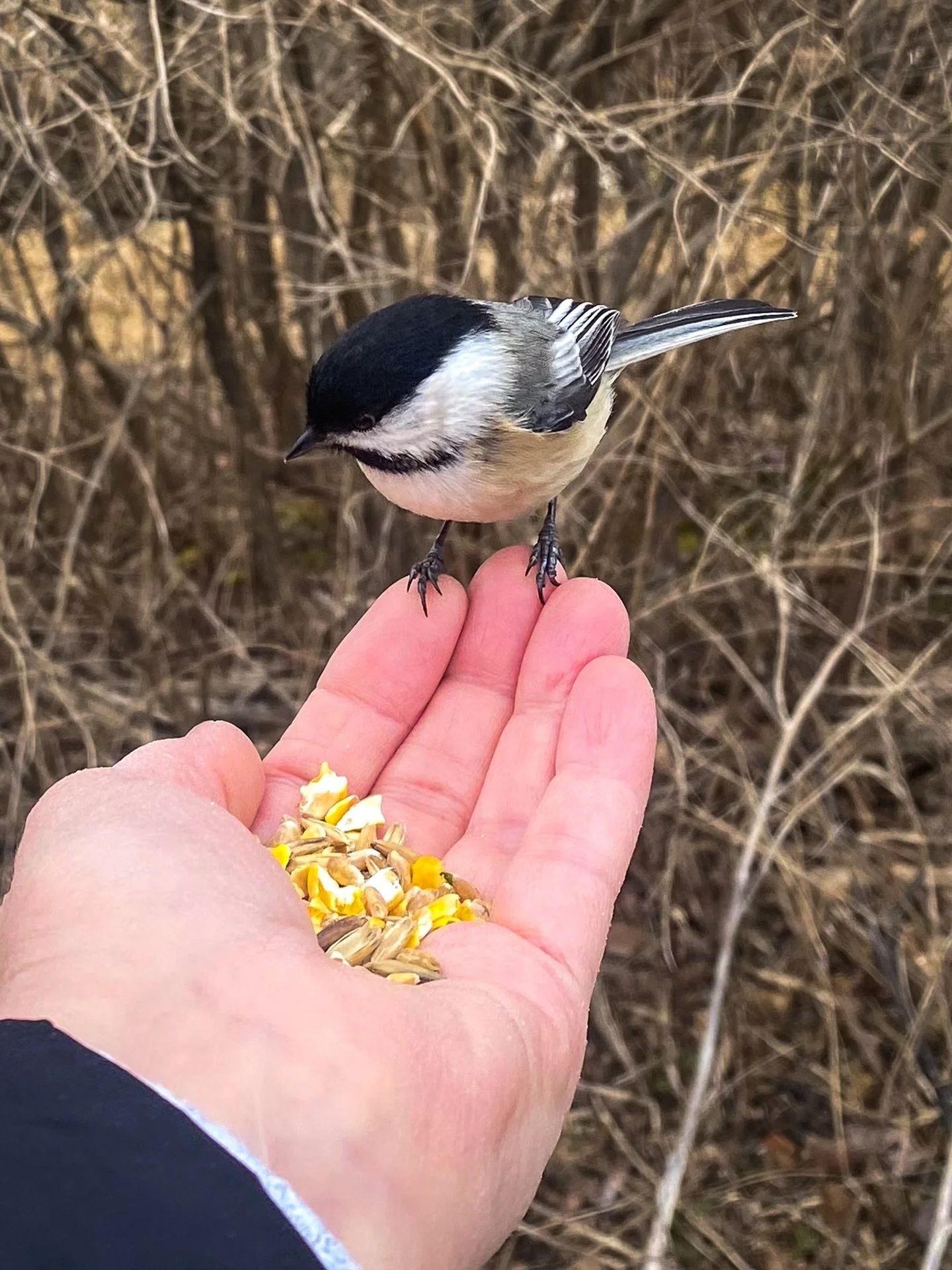 There&rsquo;s something quietly magical about a chickadee landing in your hand. 🖤🤍

I&rsquo;ve loved hand-feeding them along the trails at the Gateway Wetlands &mdash; a peaceful, accessible boardwalk that&rsquo;s especially lovely in winter.

It&r