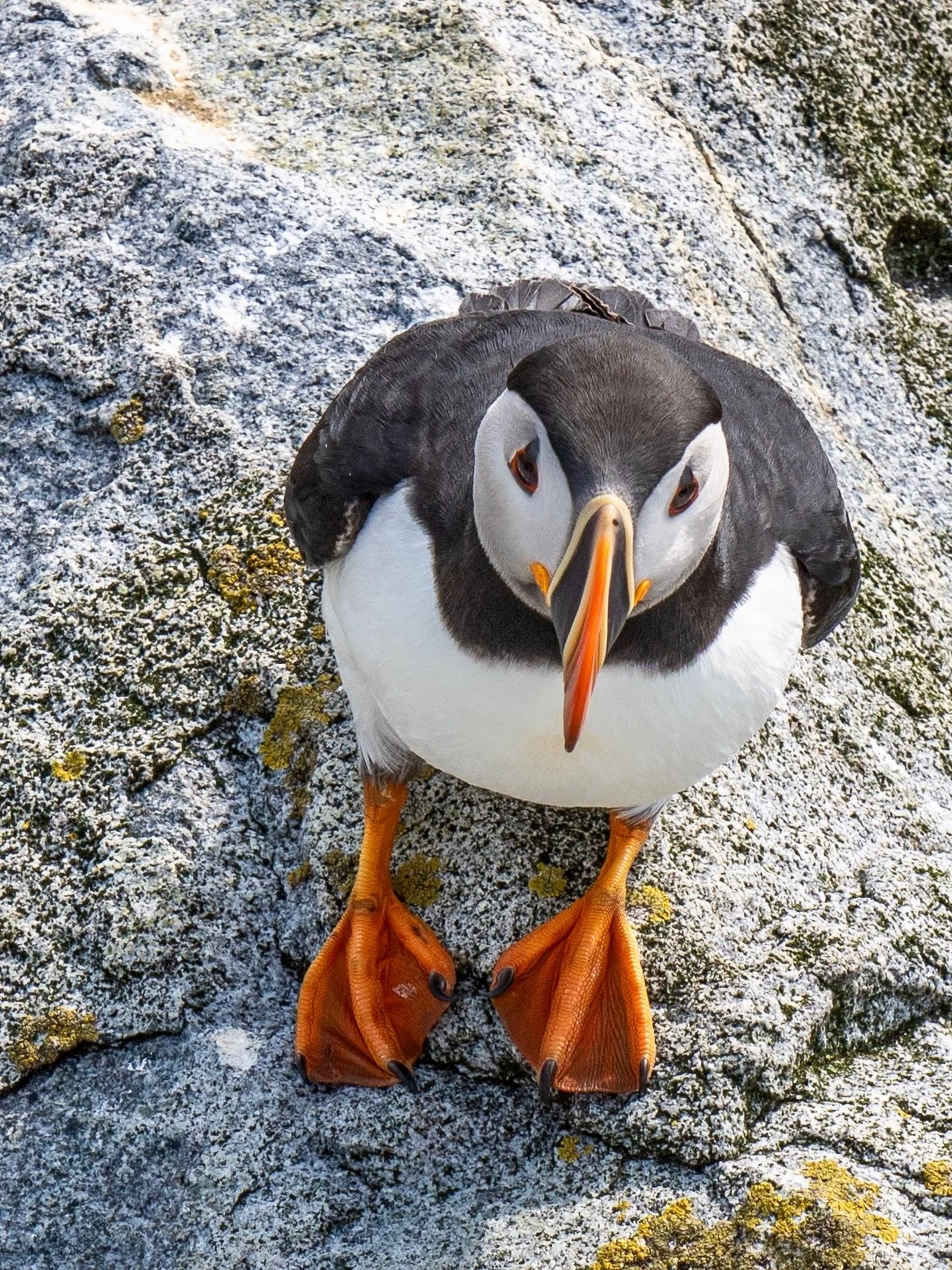 Sea Watch Tours 2026 PUFFIN TOUR tickets for Machias Seal Island will be released on March 18, 2026 at 10 am AST (9 am EST). See link 🔗 in bio for more info then get ready to book your bucket list experience.

For nearly two centuries, bird watchers