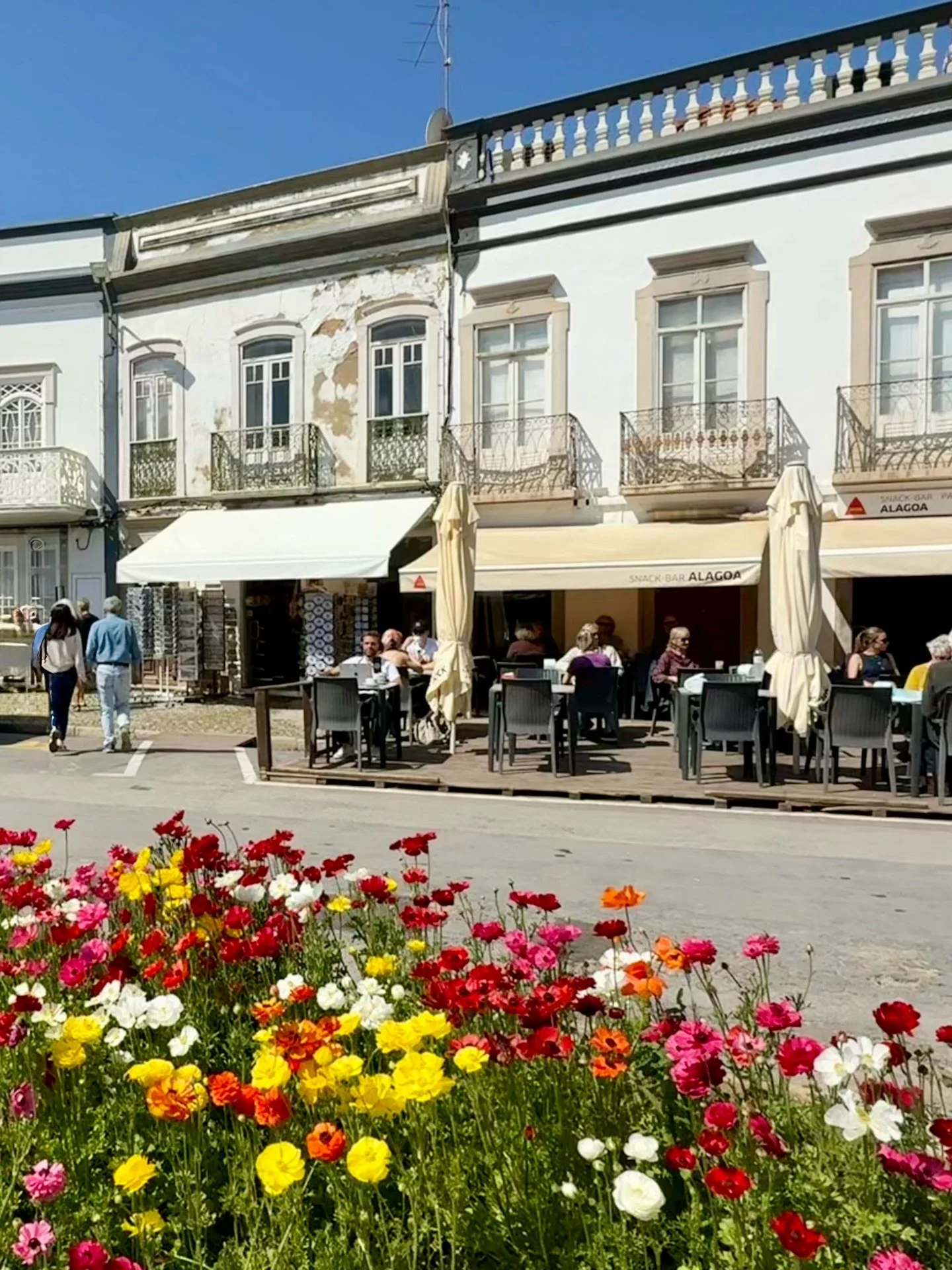 Spring welcomed us throughout Tavira. Late March brings the streets of Old Town to life with blossoming Judas trees 🌸, while early bougainvillea begins to drape archways and wind its way around building facades. Parks and gardens are alive with bees