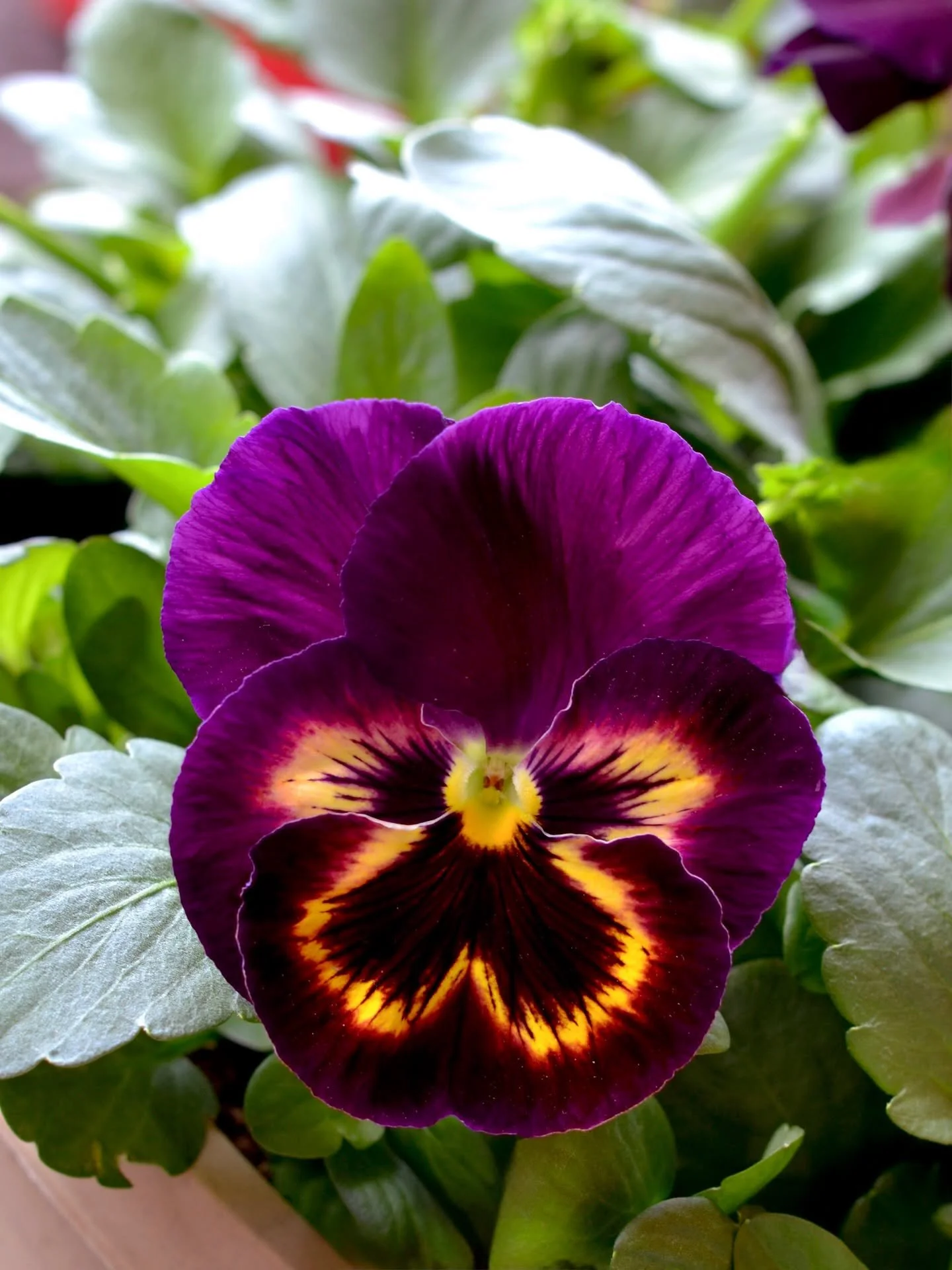 Nothing says &ldquo;Hello Spring&rdquo; quite like pansies. 💜💛

These little April faces are waiting at your local nursery, ready to brighten a doorstep or windowbox to quietly remind us: the best is yet to come.

What&rsquo;s your favourite first 