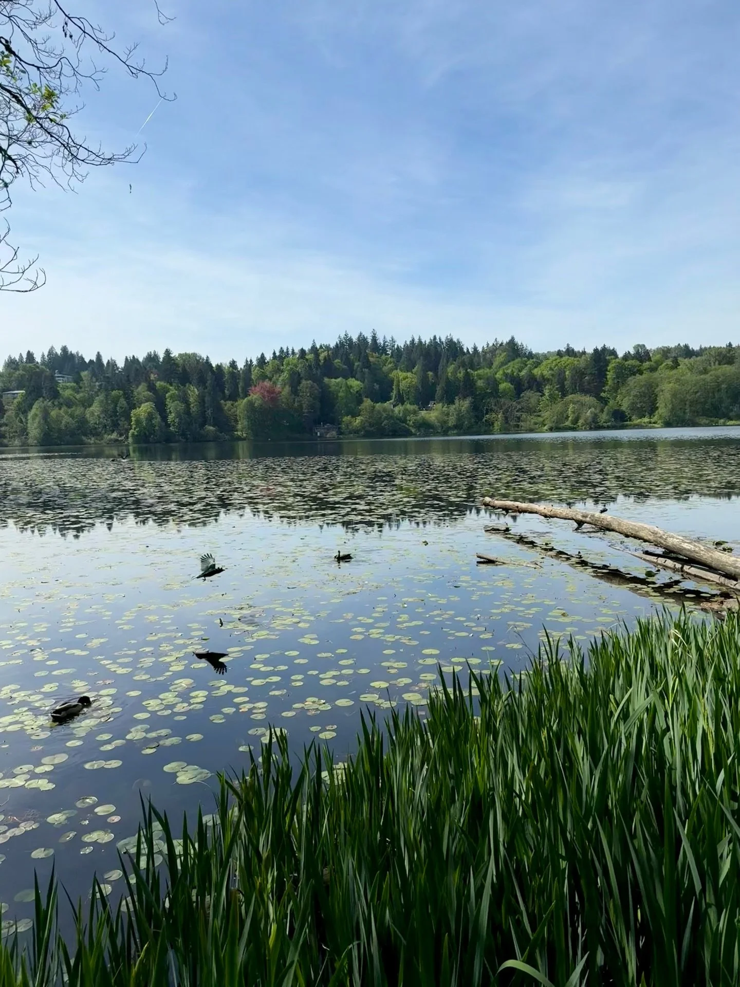 From peaceful lakeside paths to recognizable on-screen moments, Deer Lake Park is one of Burnaby&rsquo;s hidden cinematic gems. 🎬🍃

Exploring this beautiful area through the self-guided itineraries from @cineventure_ca made me see the park in an en