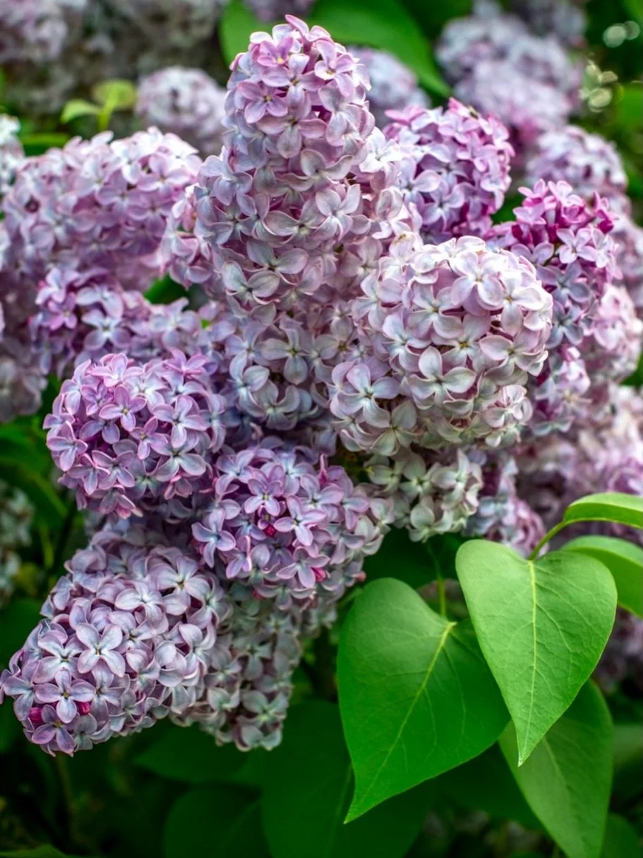 Have you noticed the lilacs are impossible to ignore right now? 💜🌿

Not because of their colour&mdash;though they&rsquo;re beautiful&mdash;but because of their fragrance.

One minute you&rsquo;re walking along, lost in thought, and the next you&rsq