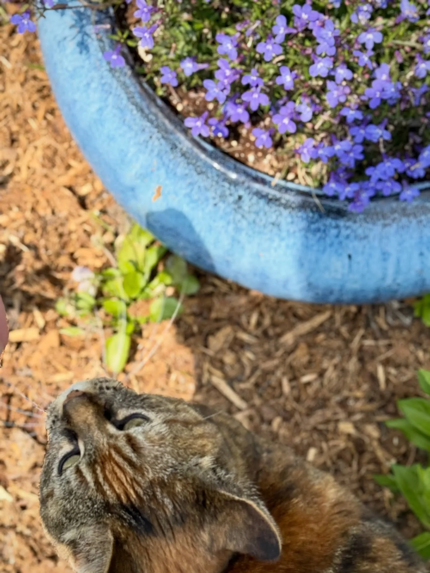 Meet my sweet 🐱 kitty tour guide at @kingsbraegarden 🪴🐈&zwj;⬛ 

📍 St. Andrews By-the-Sea 

#kingsbraegarden #giftedexperience #standrewsbythesea #explorestandrews #newbrunswickcanada