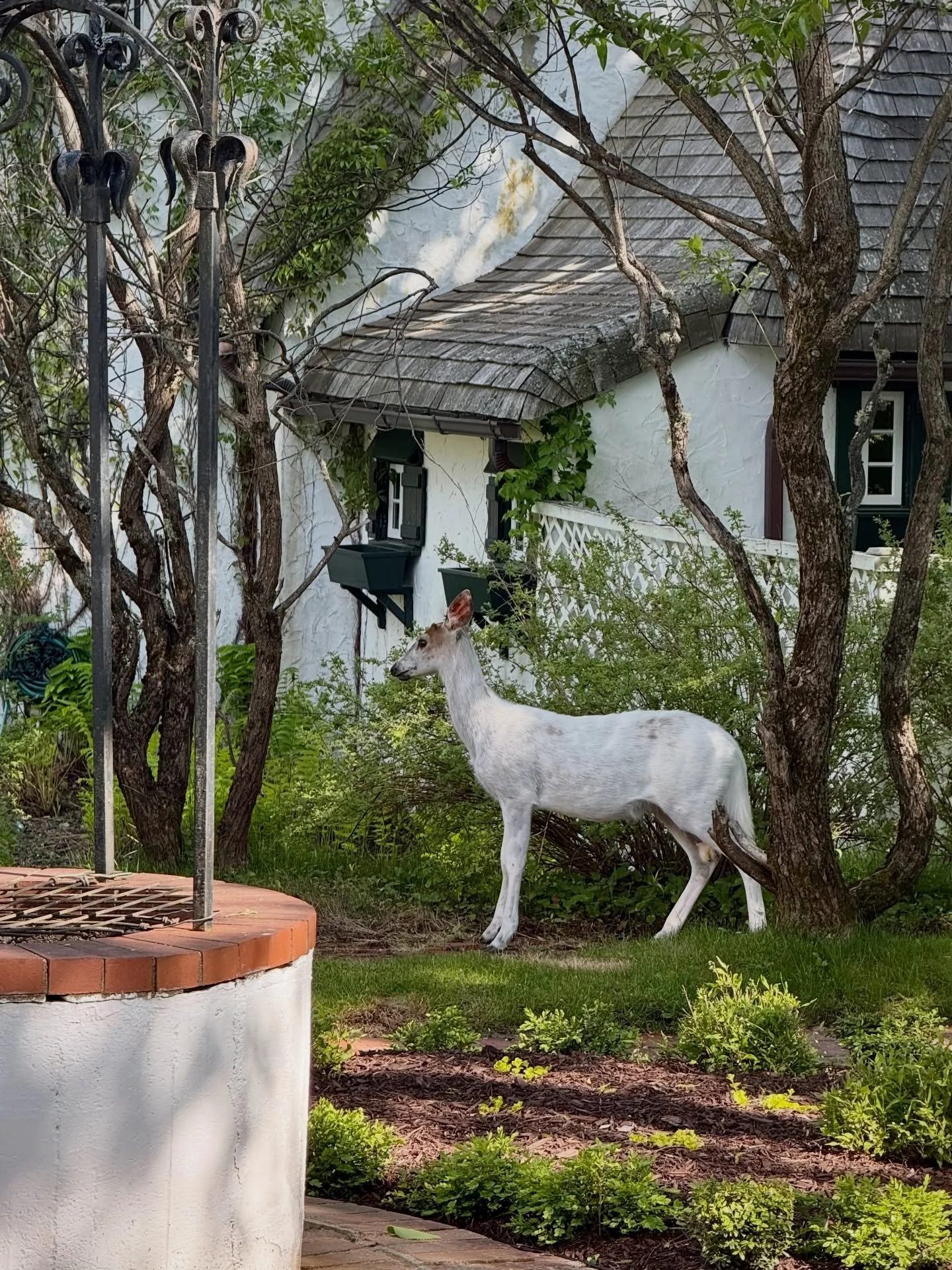 🦄 Had a unicorn sighting today! Well, St. Andrews By-the-Sea style.

&ldquo;Gickles,&rdquo; a beloved local piebald deer 🤍🦌(born with a rare genetic condition that causes unusual white patches&mdash;or in some cases, an almost entirely white coat)