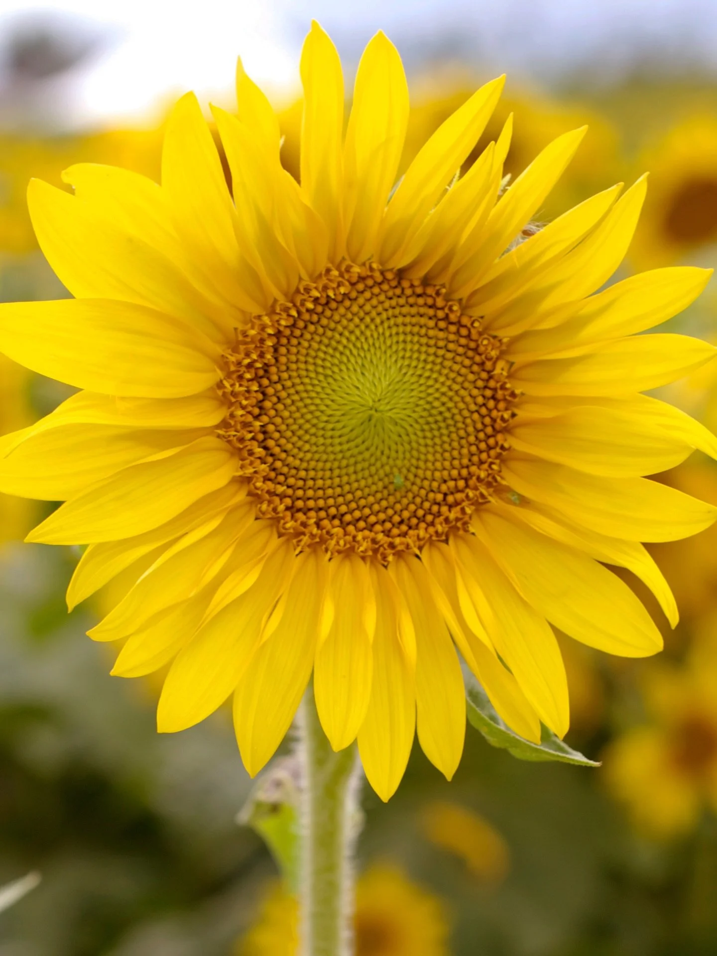 Sunflowers are the first sign of fall for me. 🌻

Those brilliant golden petals and dark centres are such a signature of this beautiful transition from summer into autumn. 🐿️🍁🍂

So, fellow sunflower seekers&hellip; where are you finding the blooms
