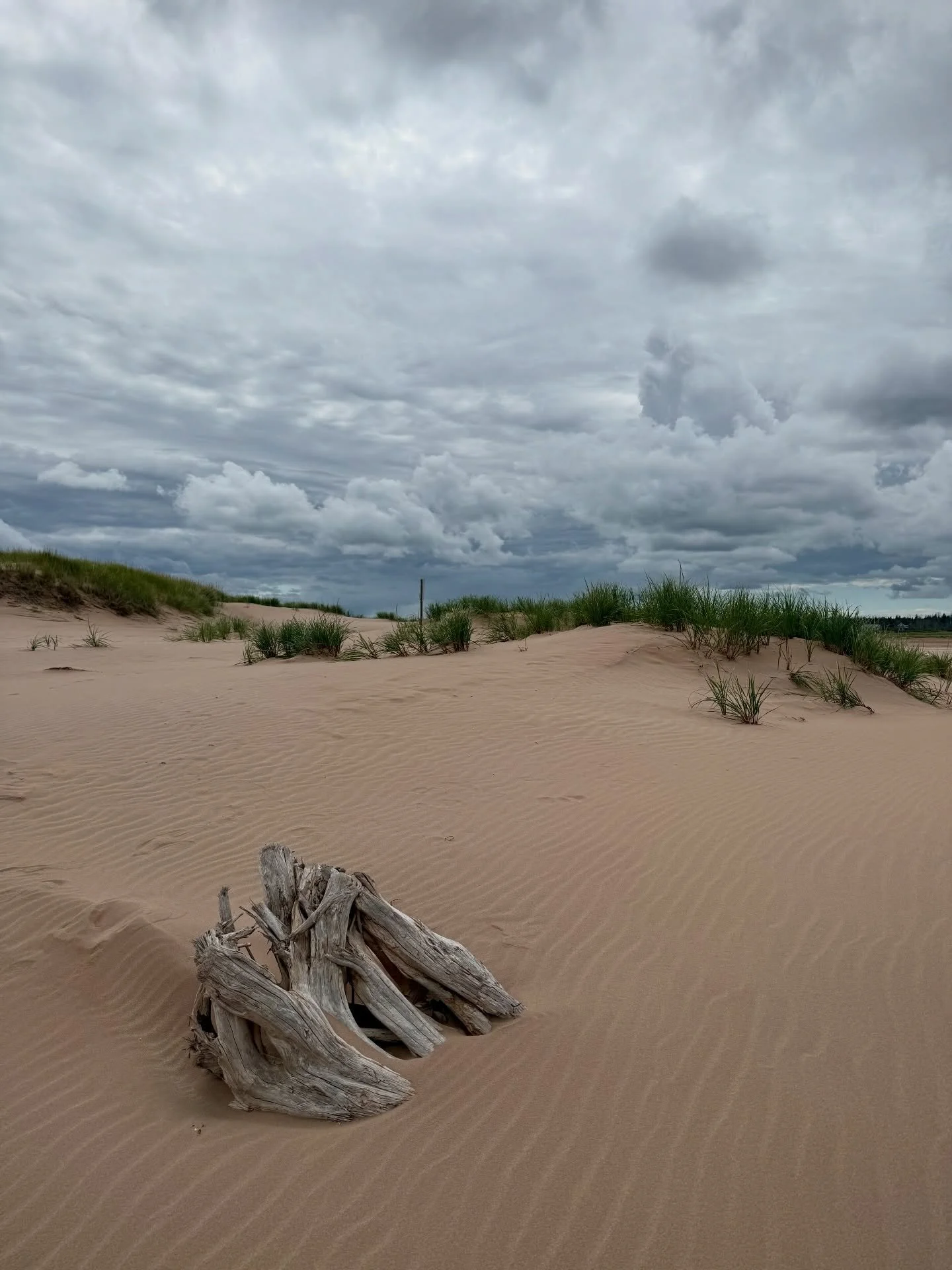 Definitely put the scenic Blackbush Island Trail on your PEI must-do list. 🏖️ 🌊

This 6 km coastal hike takes you through Prince Edward Island National Park, along Tracadie Beach and past some of the oldest and largest sand dunes on the Island.

Th