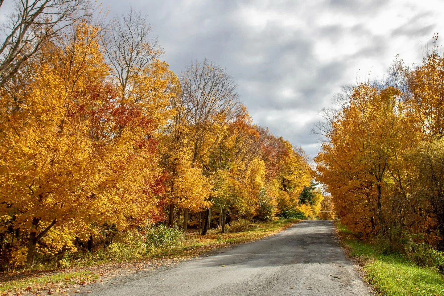 &ldquo;If the leaves are changing, I feel poetry in the air.&rdquo; 🍁🍂

The transformation has begun, and soon the landscape will burst into breathtaking autumn colour, with golden roads like this one and vibrant mosaics of red, orange, and yellow 