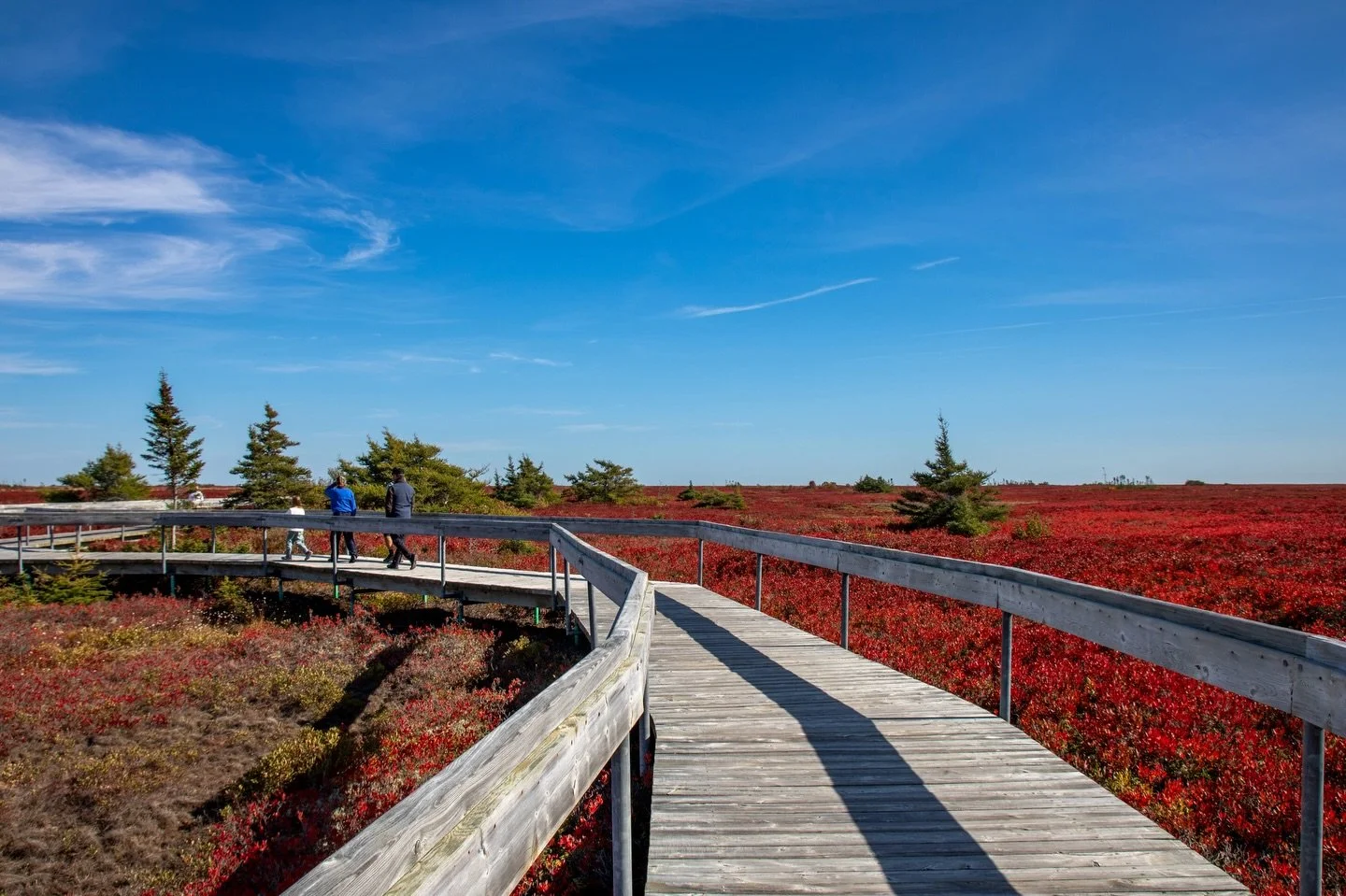 Seeing the endless sweep of crimson peat bogs on Miscou Island had been on my wishlist for so long, and they were every bit as spectacular as I imagined. ❤️🍂✨

As autumn settles over northern New Brunswick and temperatures dip, the sphagnum moss car