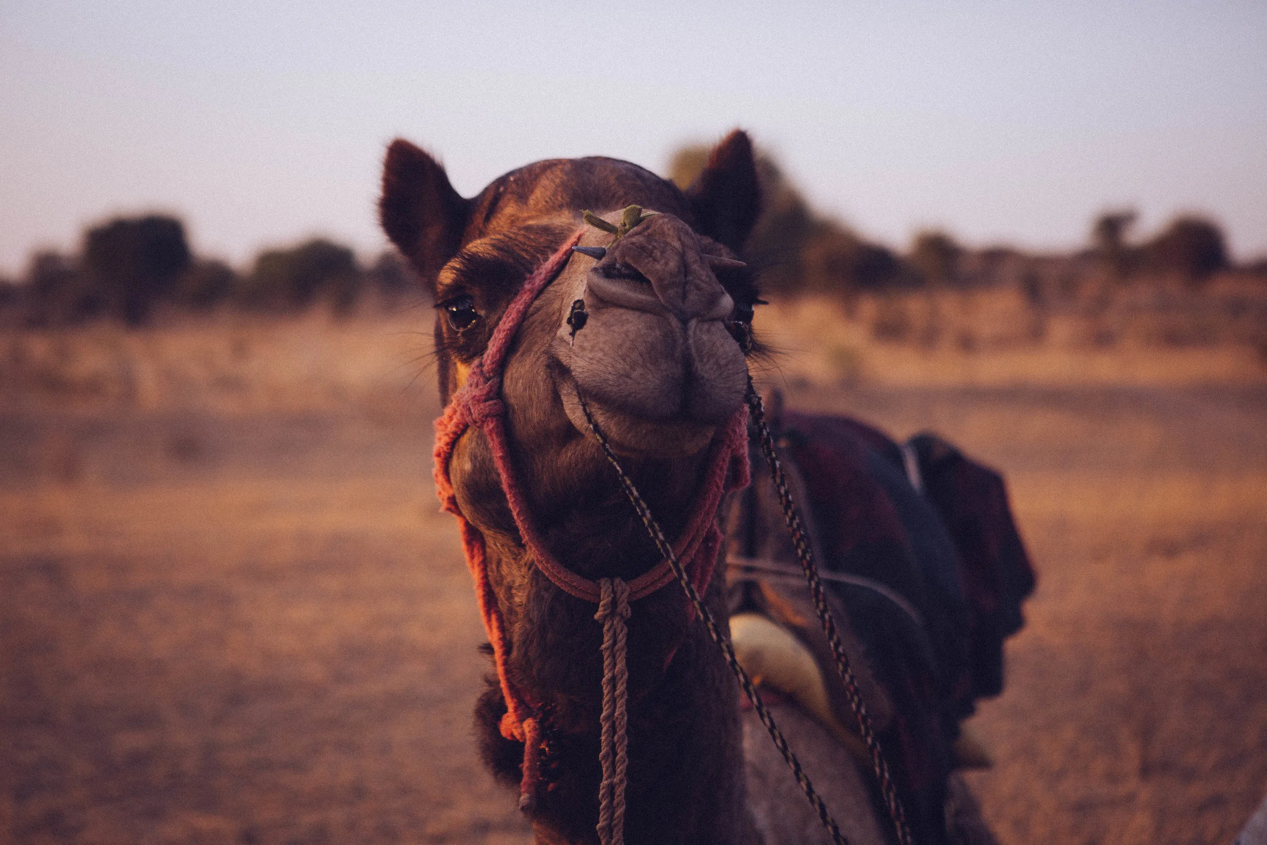 Jodhpur-4.jpg