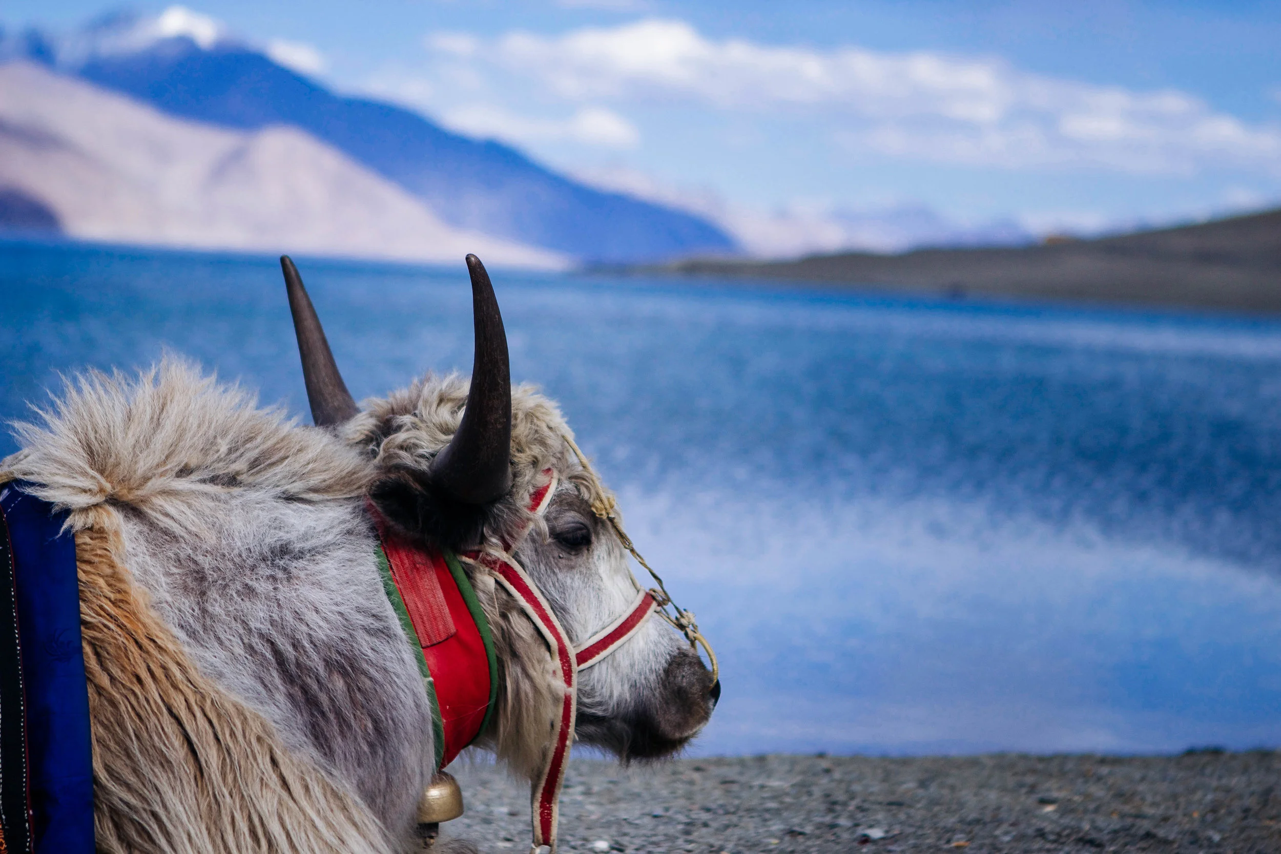 Medium Kite-2-12.jpg