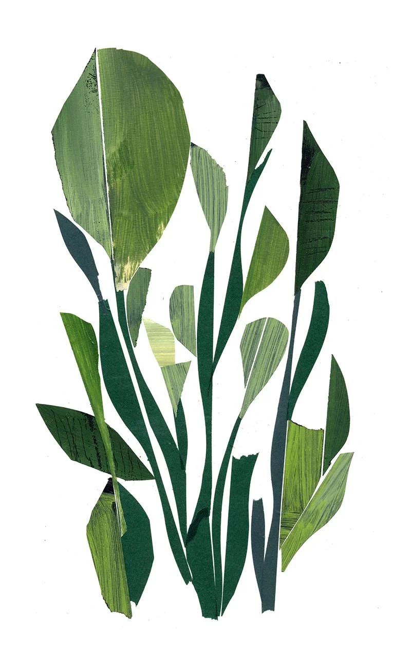 grass2.jpg