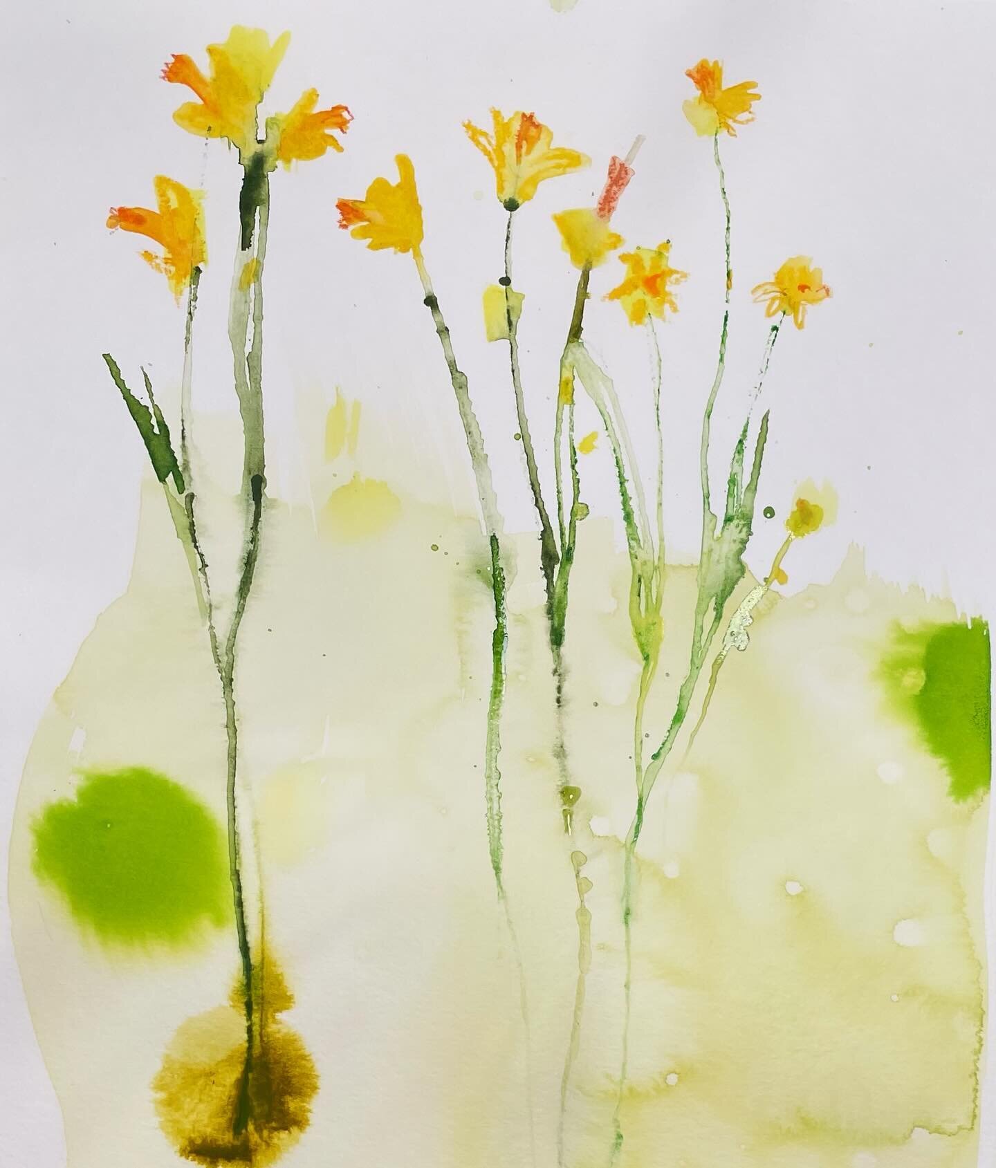 Today&rsquo;s post: Daffodils in bloom. It seems everywhere I turn there are daffodils! Such an inspiration of yellow. 
#daffodils #yellow #yellowflowers #florals #simpleflowers #simpleflorals #daffodilseason #iloveflowers #flowerlovers #botanicalart