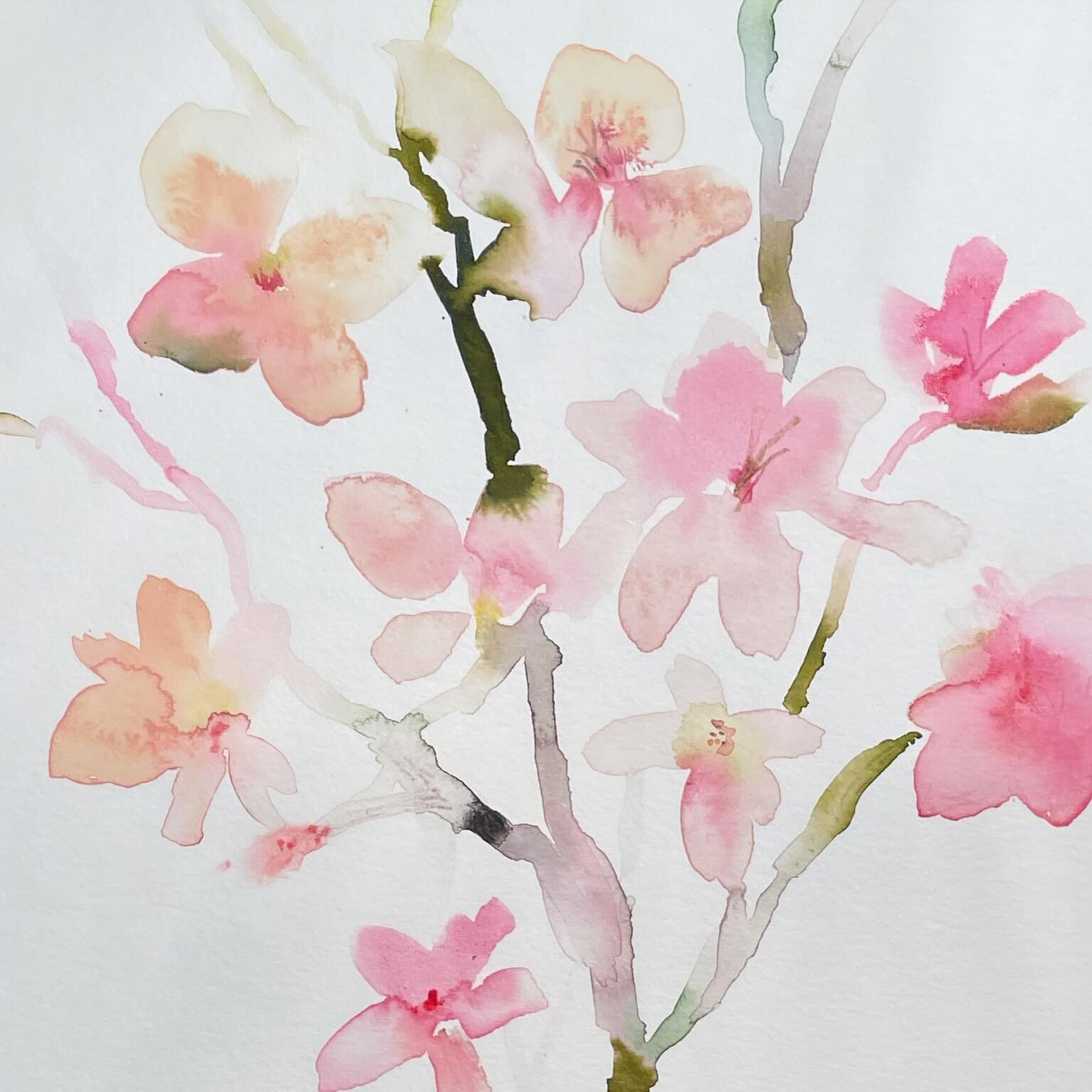 Today&rsquo;s post: cherry blossoms. Still exploring the florals of spring. 
#cherryblossom #cherryblossom #watercolorpainting #watercolors #pink #pinkflowers #pinkfloral #botanicalwatercolor #simpleflowers #watercolorart #blossoms #flowersofinstagra