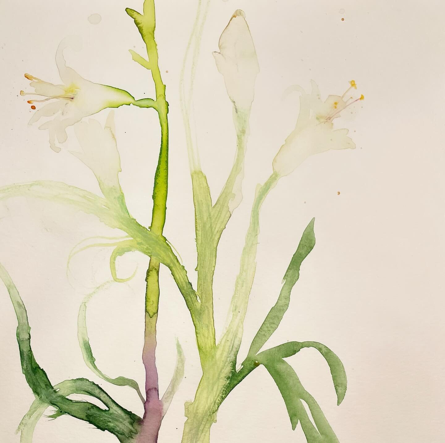 Today&rsquo;s post: Easter Lillies. 
#easter #easterdecor #easterlillies #easterflowrs #happyeaster #eastertime #florals #springflowers #springflorals #flowersofinstagram #watercolorflowers #watercolorflorals #watercolorbotanicals #watercolorpainting