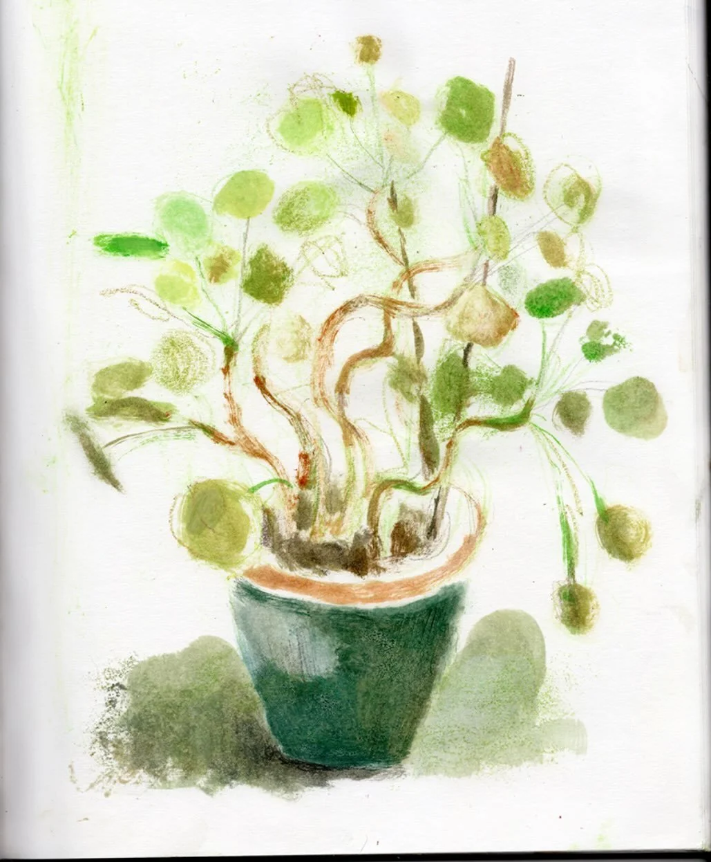 Pilea plant sketch.
#pilea #plantsketch #plantsmakemehappy #plants #plantstudy