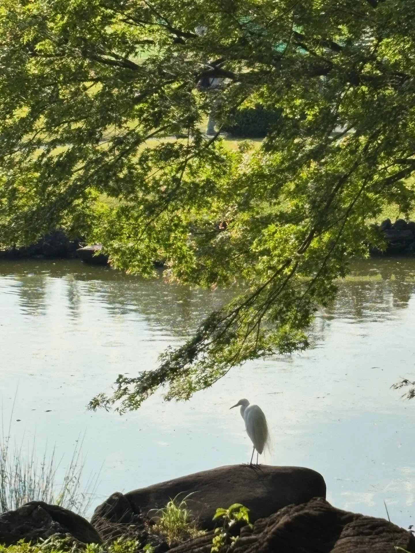A few photos from the first few days in Tokyo. The Shinjuku Gyoen gardens and Shibuya. Wow. What a busy and beautiful land. More photos and sketchbook to come. 🙏🇯🇵🙏#tokyo #ilovetokyo #japan #japantravels #japanesegarden