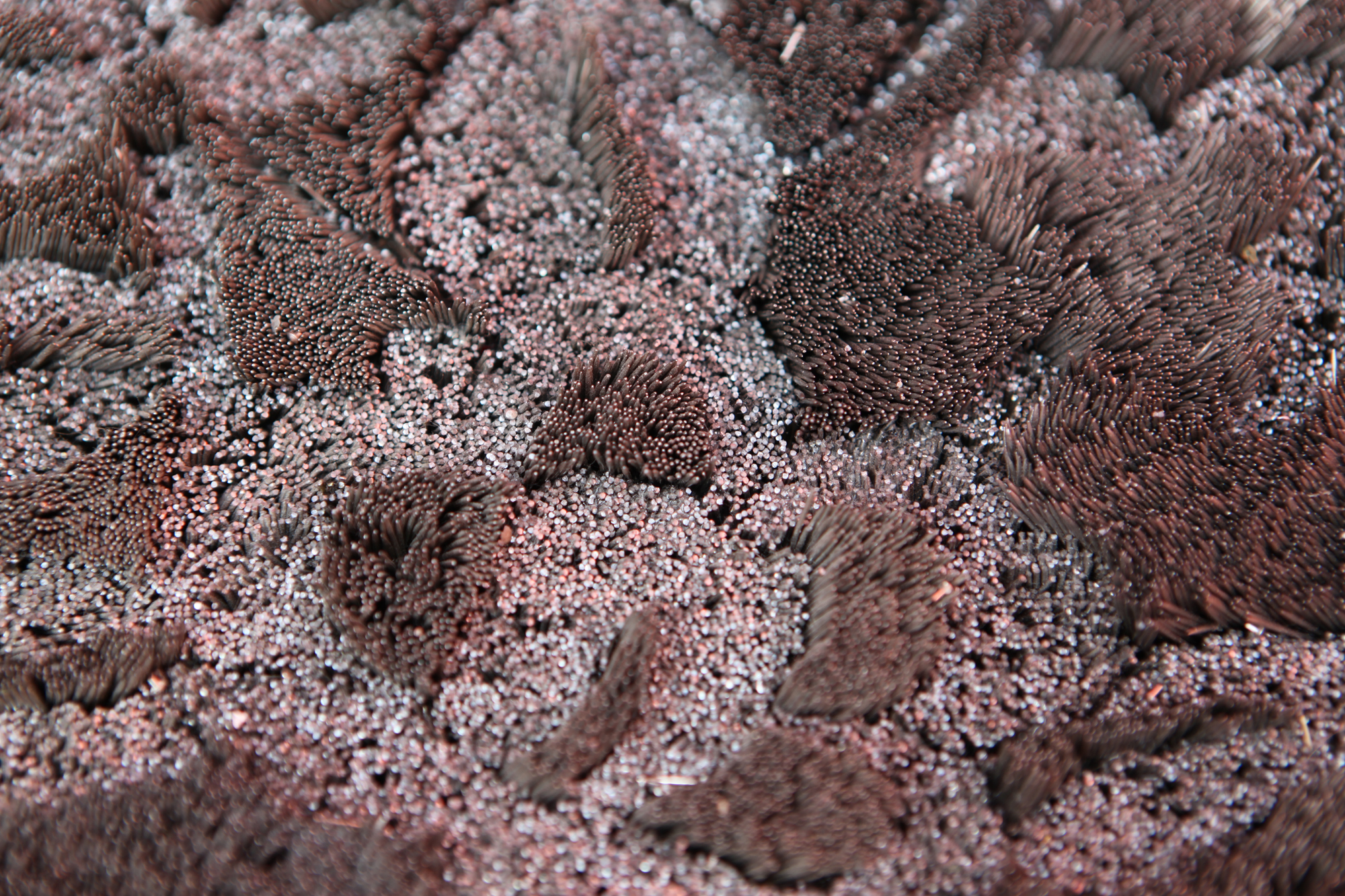 Carpet (detail 3), 2009 