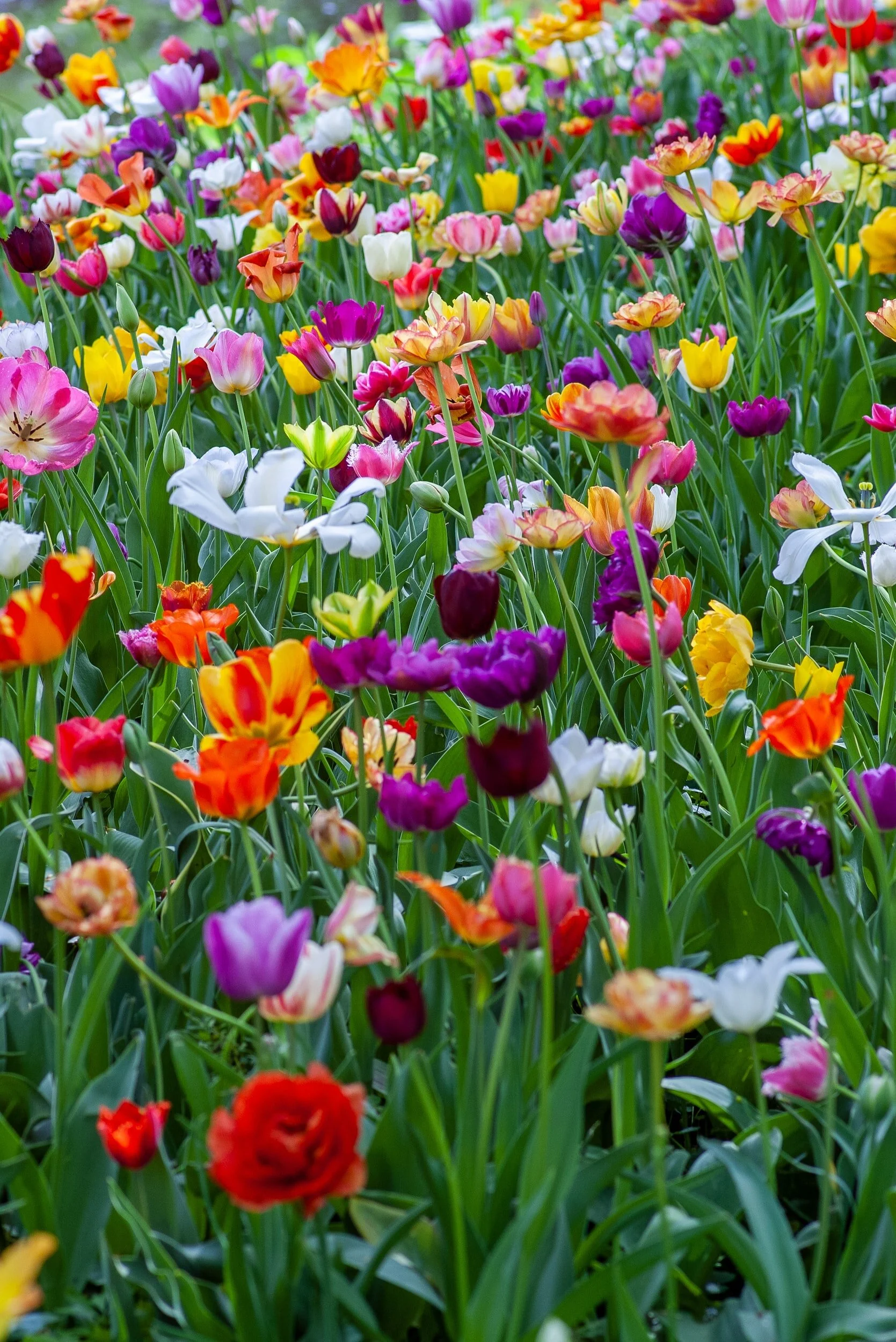 April (Spring!) Newsletter 2021