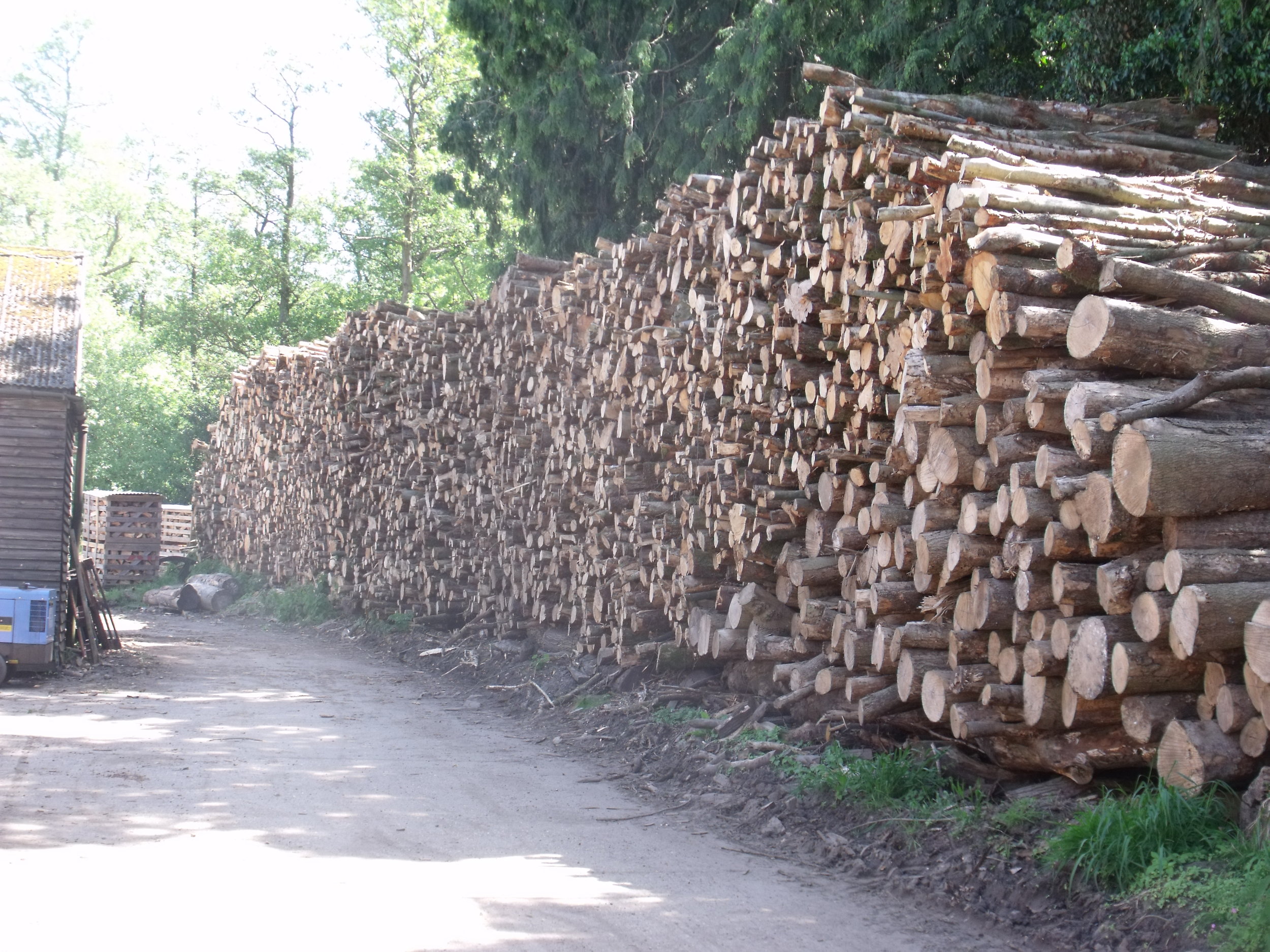 logs on road.JPG