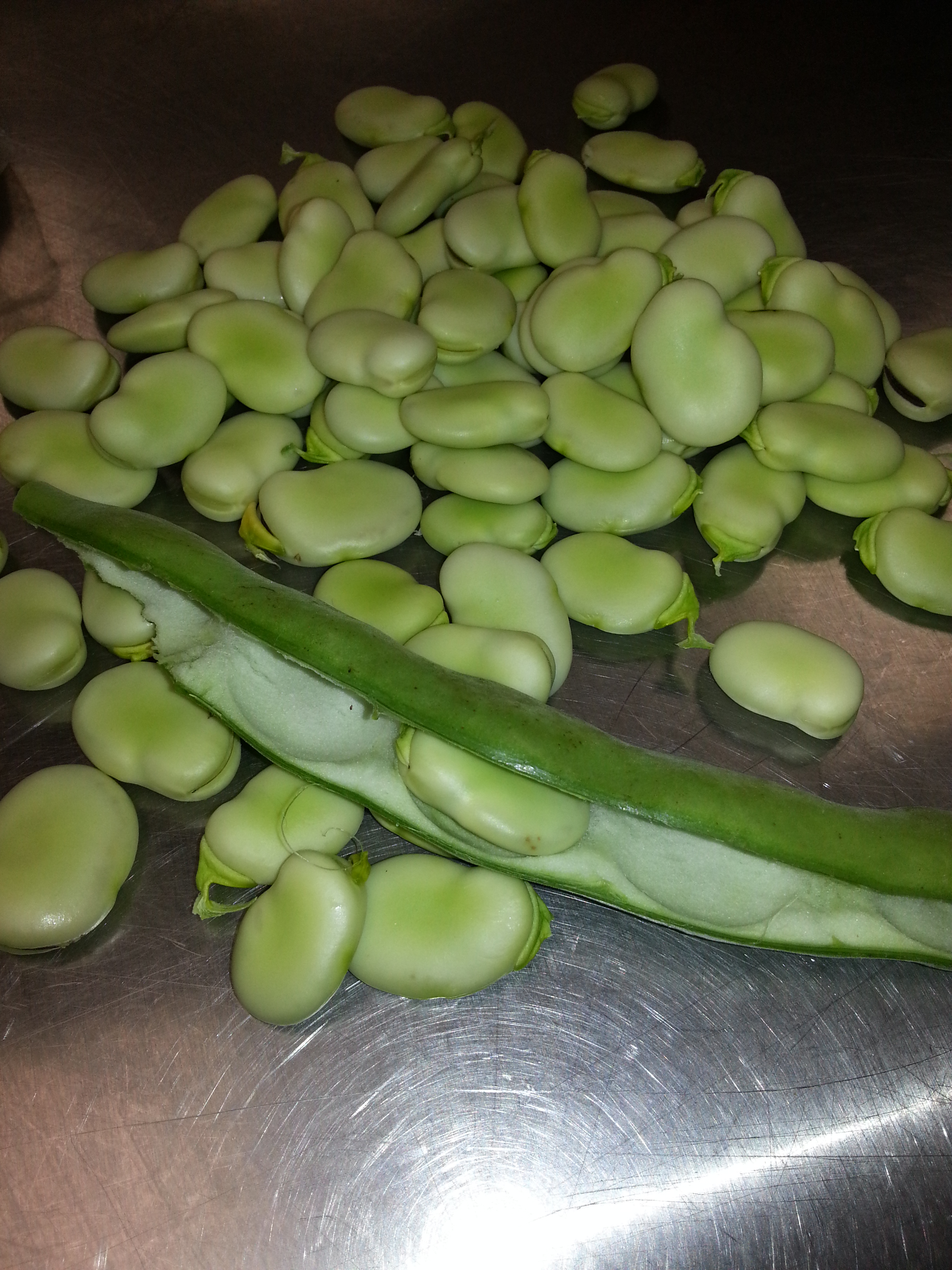 Fava beans.jpg