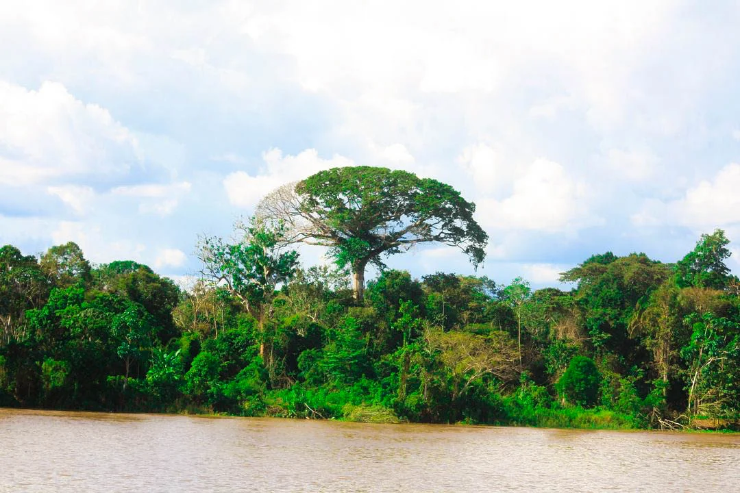 One time I spent a few hours debating, with myself, which tree was my overall favourite tree