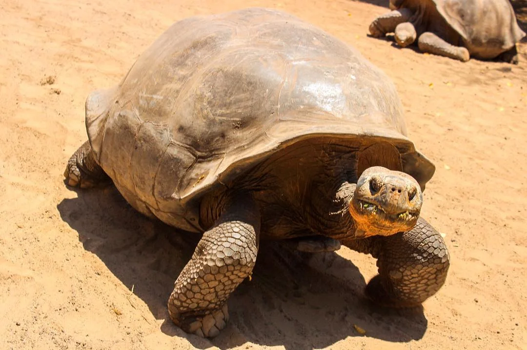 Giant tortoises Isla Isabela, Galapagos Islands. Full travel blog guide to budget travel in the Galapagos Islands.