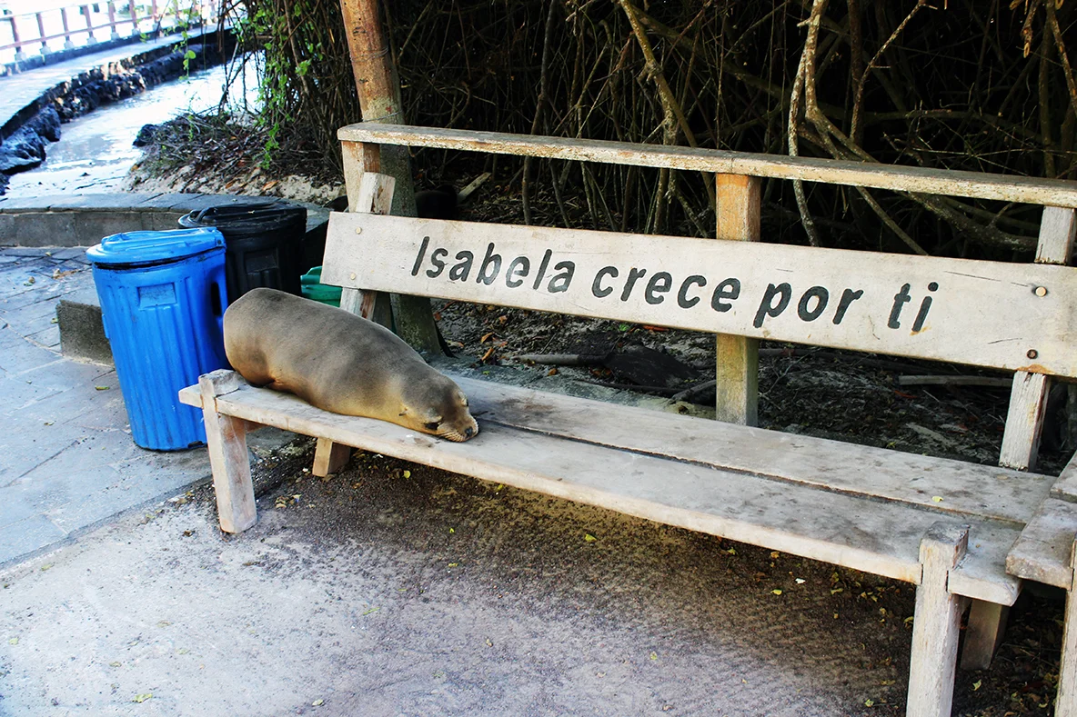 Travel blog guide to visiting Isla Isabela, Galapagos. Travel blog for the Galapagos Islands on a budget.