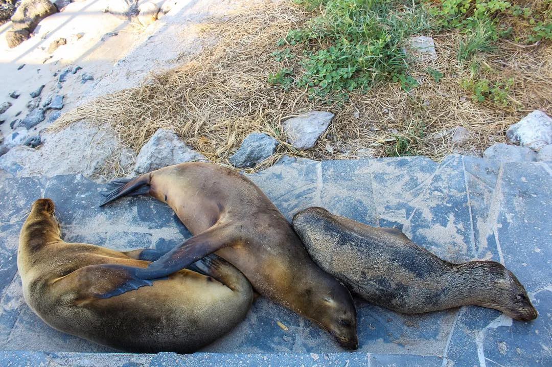 Sea lions on the beach of Puerto Moreno, San Cristobal, the Galapagos Islands
