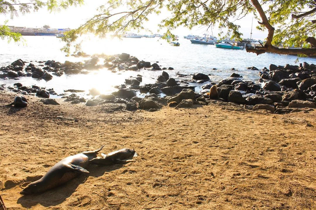 Sea lions on the beach in Puerto Moreno, San Cristobal, the Galapagos Islands