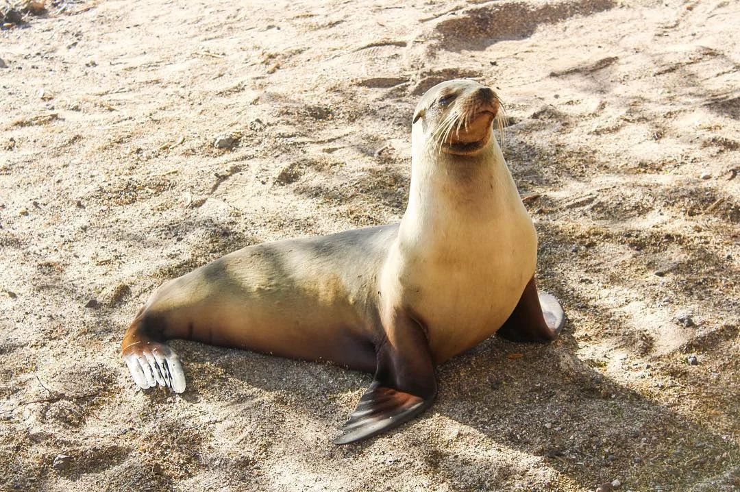 Sea lions on the beach in Puerto Moreno, San Cristobal, the Galapagos Islands