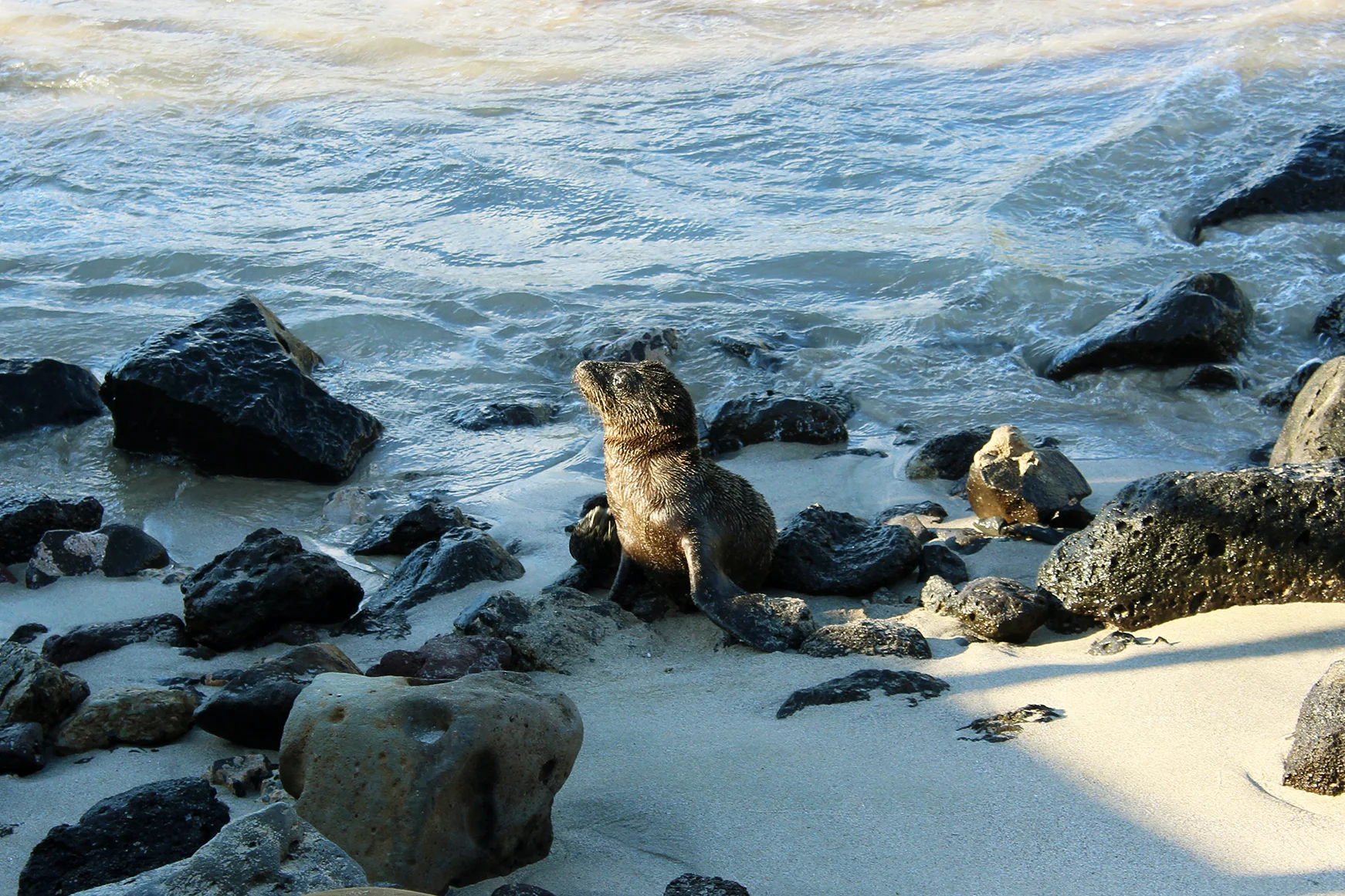 Full travel blog guide to budget travel in the Galapagos Islands