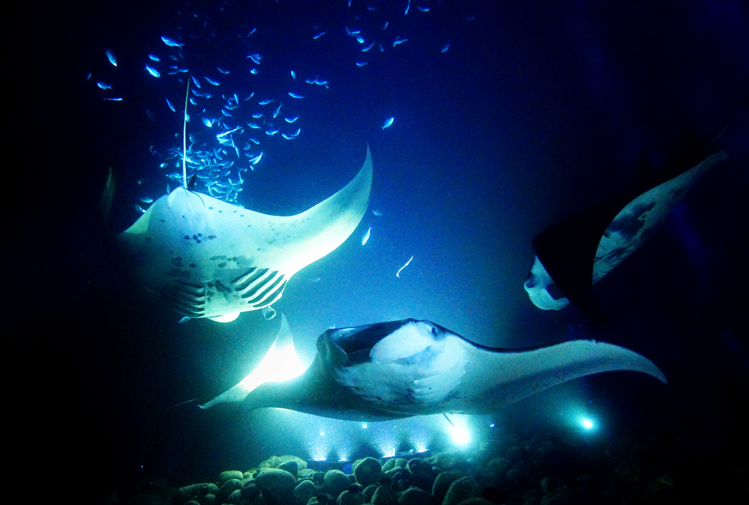 Manta Rays