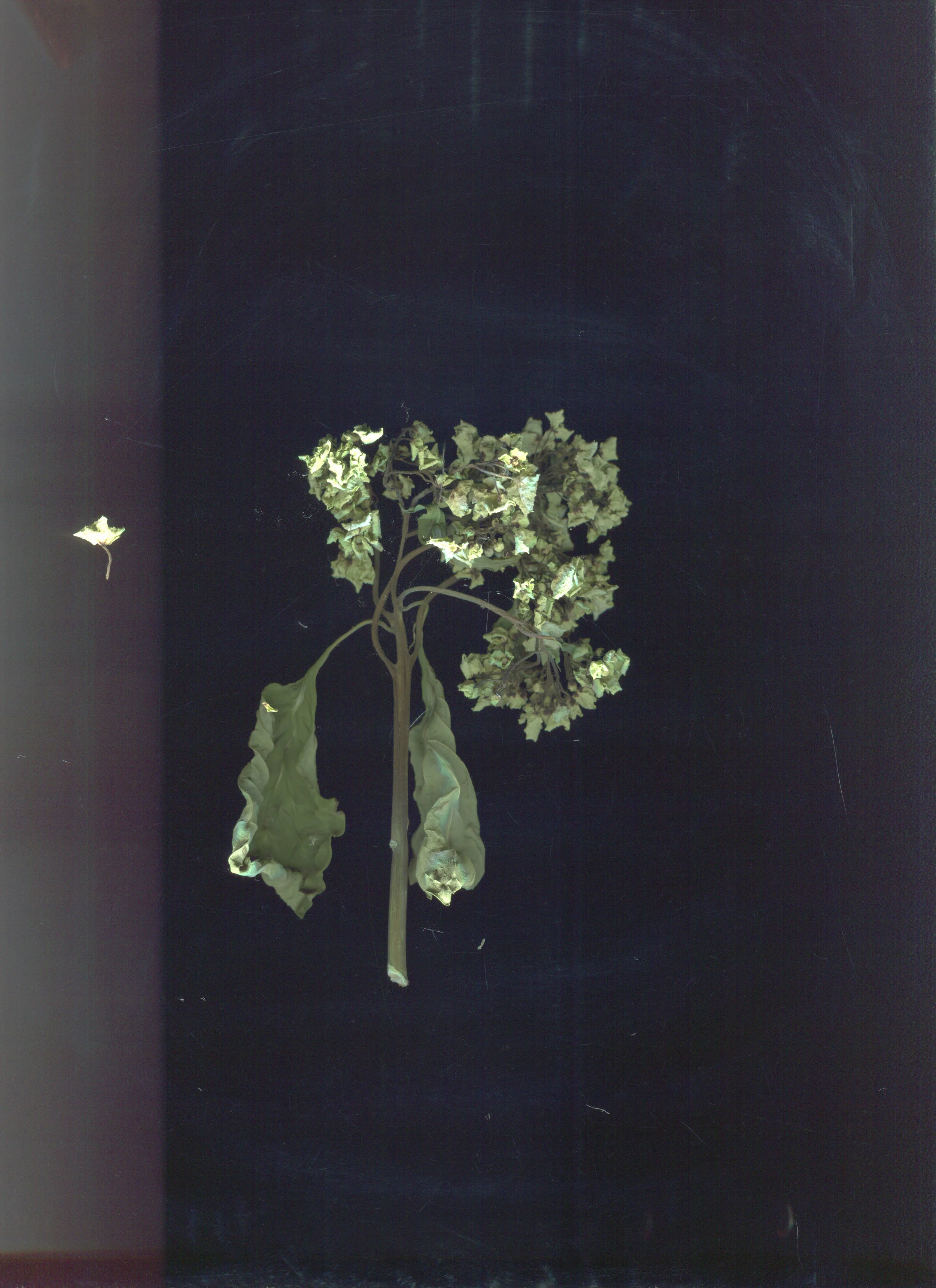 img001.jpg