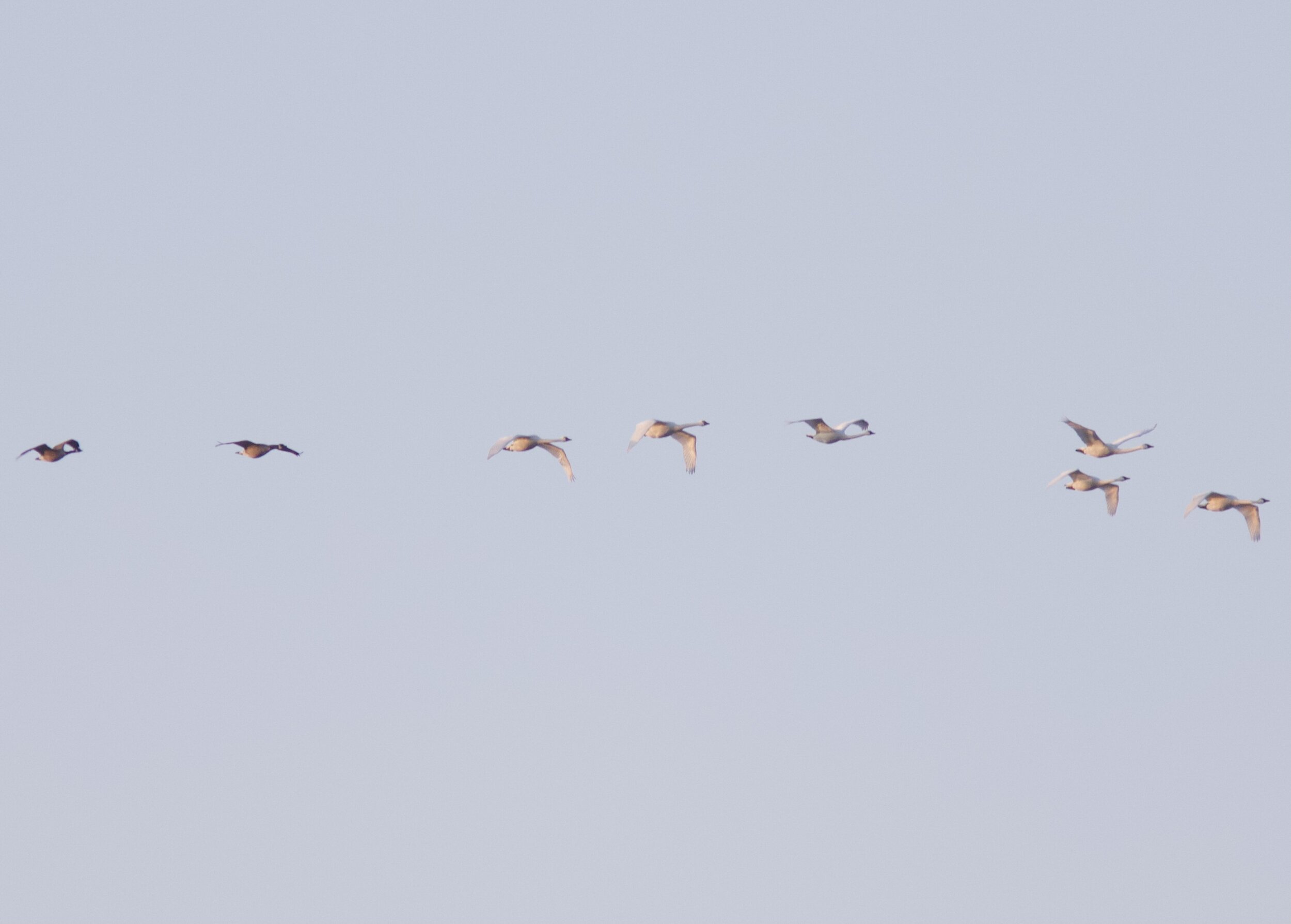 It’s always a treat to have Canada Geese mixed in with Tundra Swans
