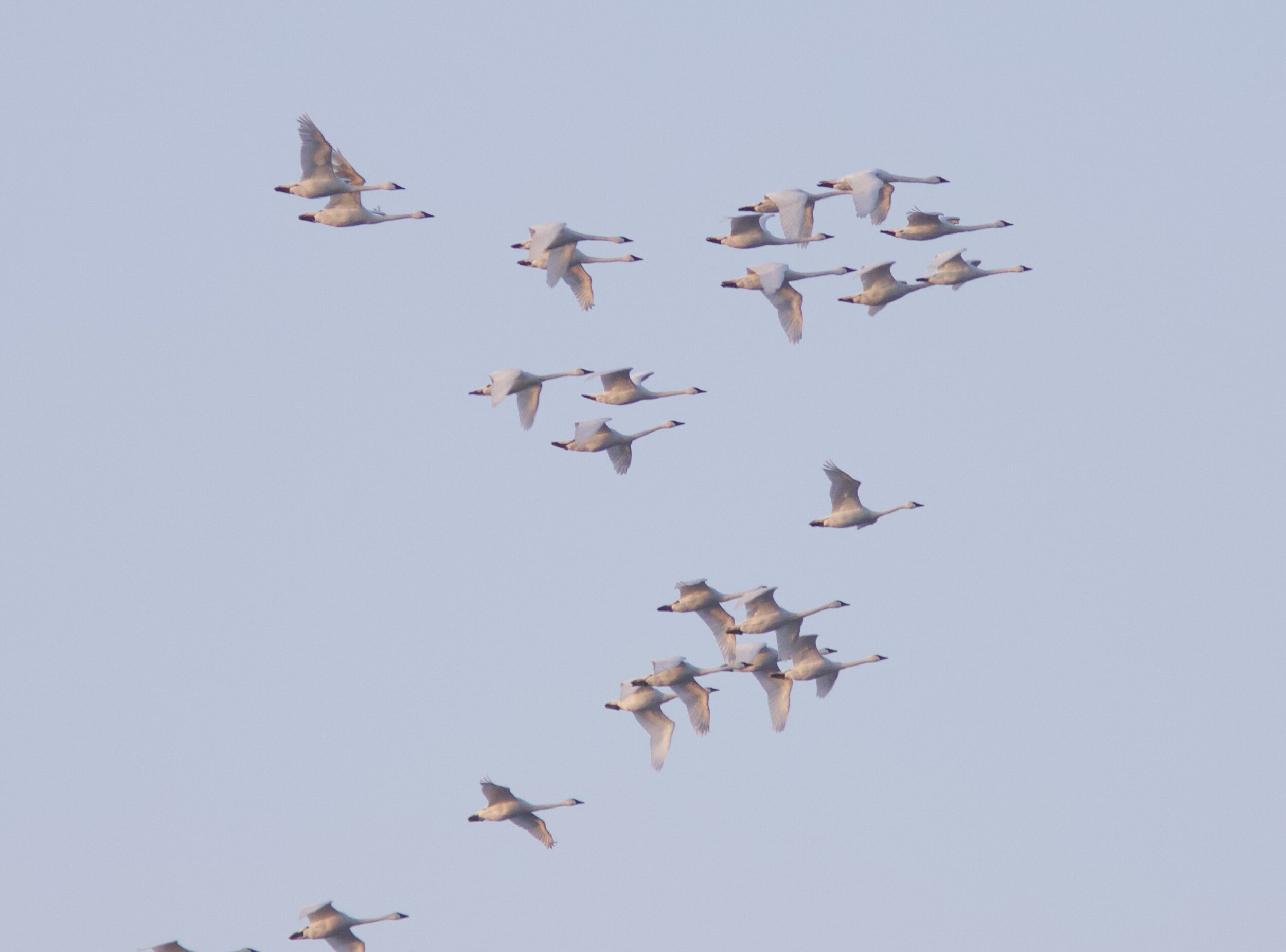 Tundra Swans in morning flight