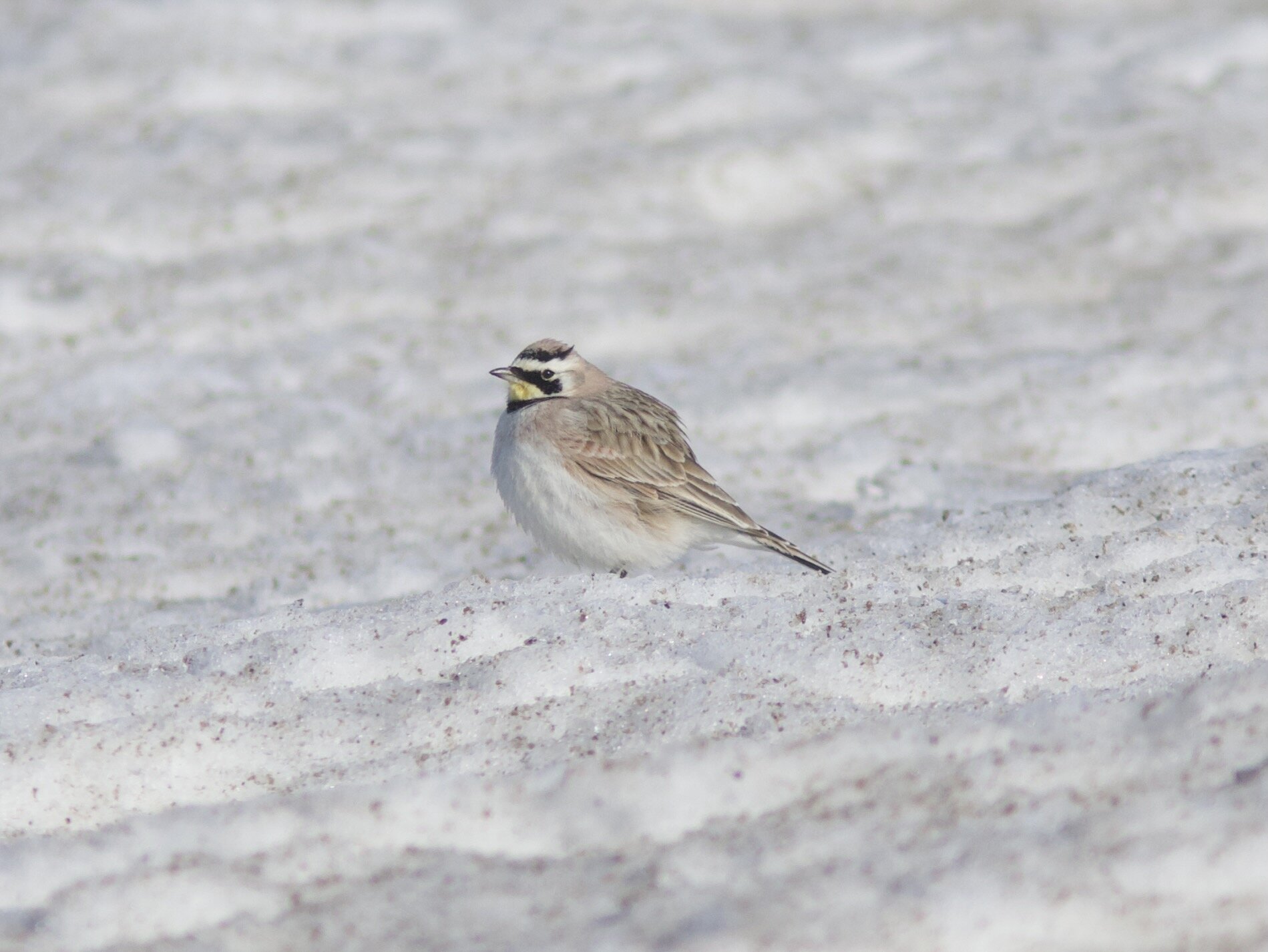 This Horned Lark was on an ice dune on the way to Gull Point; likewise, their numbers are likely to peak during the upcoming period