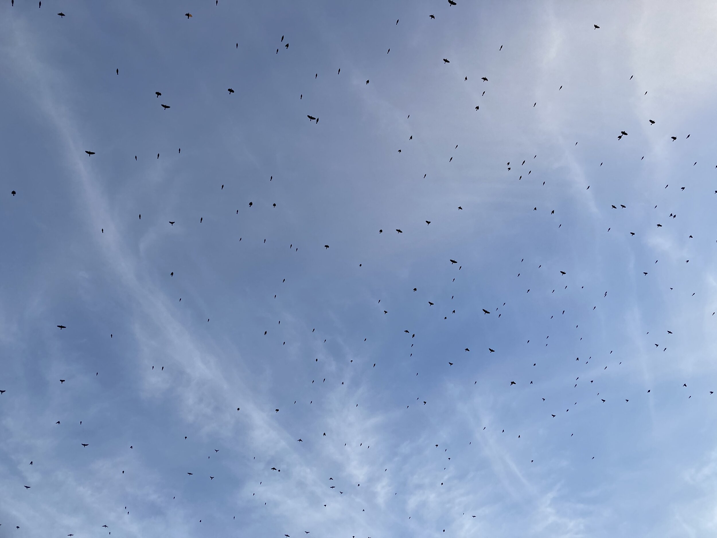 Assorted blackbird species overhead, a typical view during this past week's morning flight observations.