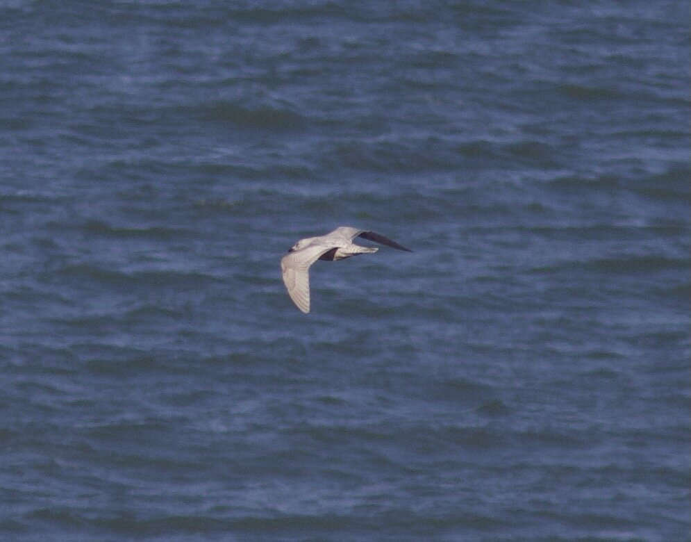 This Iceland Gull was the most notable species during the gull push on March 12th