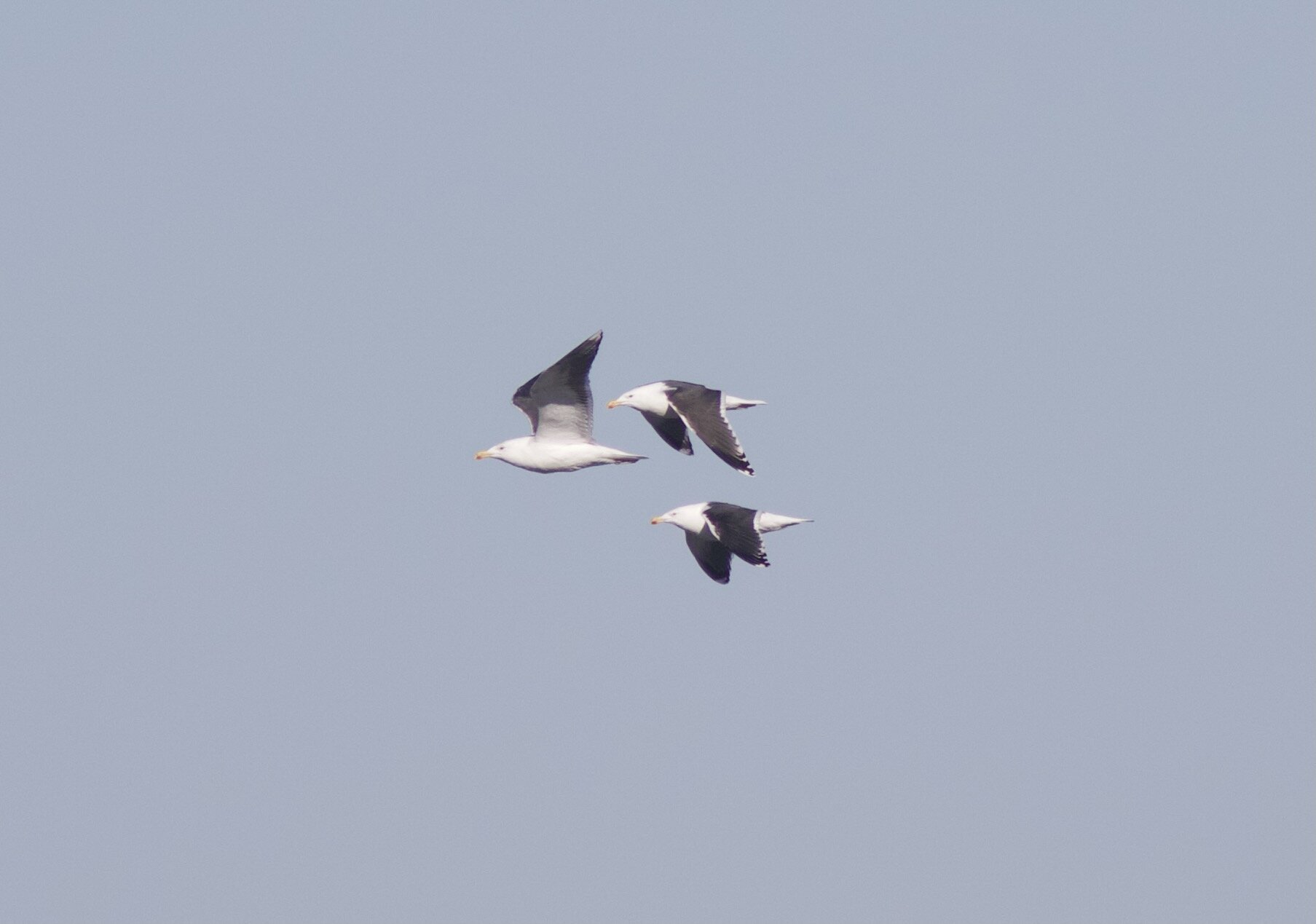 Great Black-backed Gulls in flight