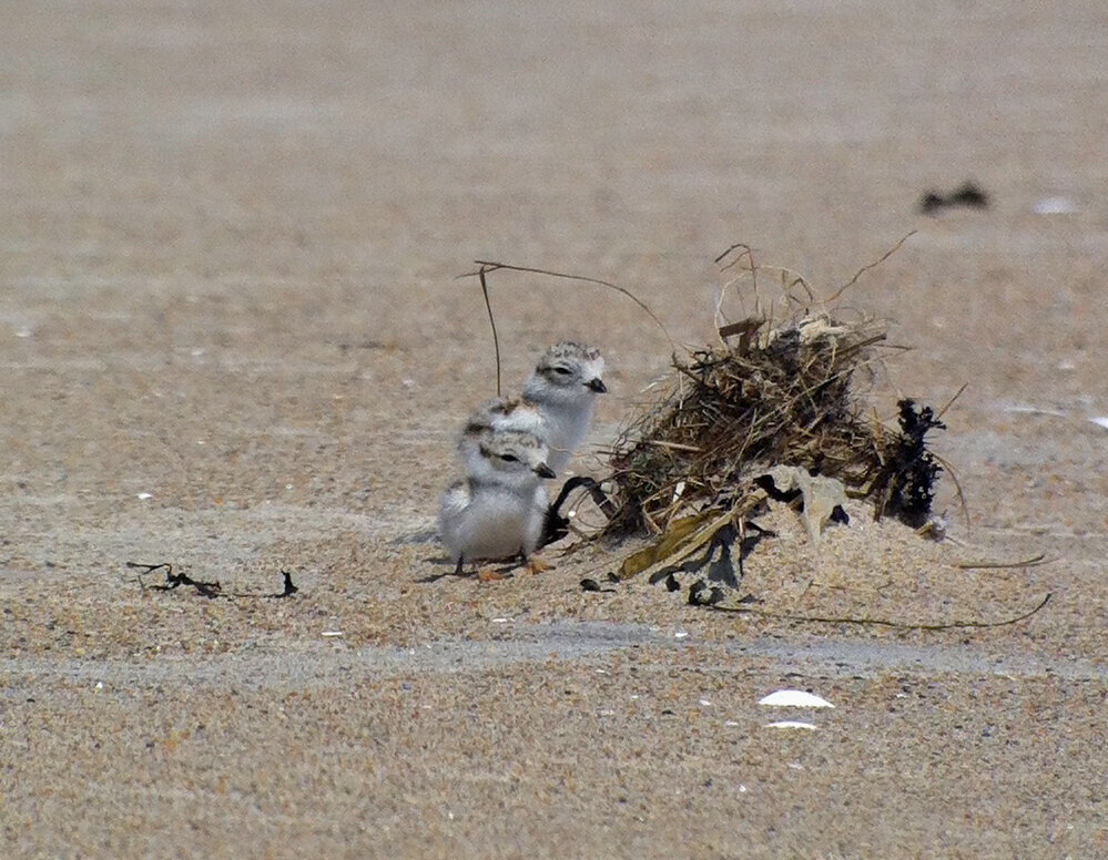 Learn more about our shorebird and seabird monitoring program, including our work with Pennsylvania’s only nesting pair/s of federally-endangered Piping Plovers.&nbsp;